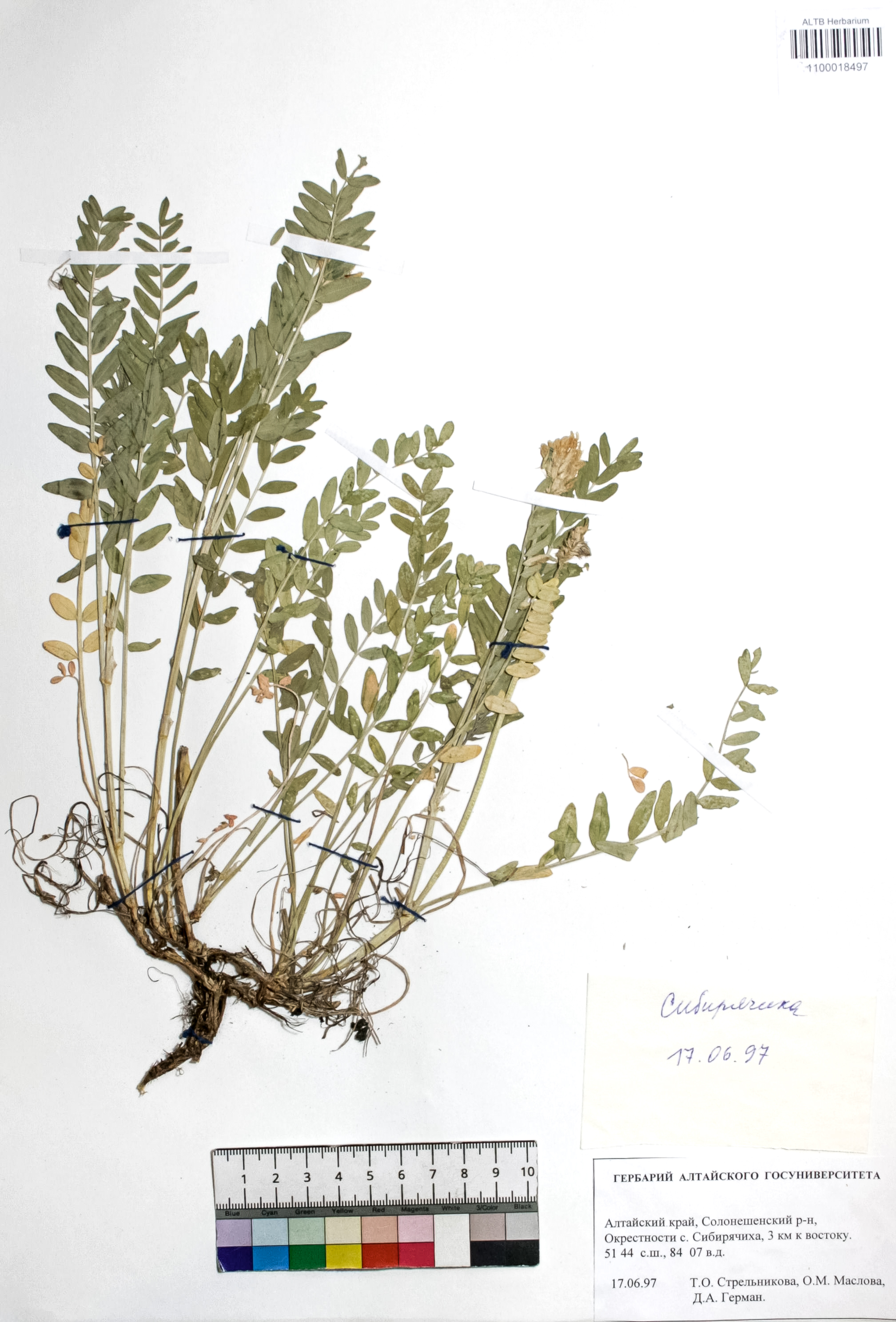 Astragalus austrosibiricus Schischk.