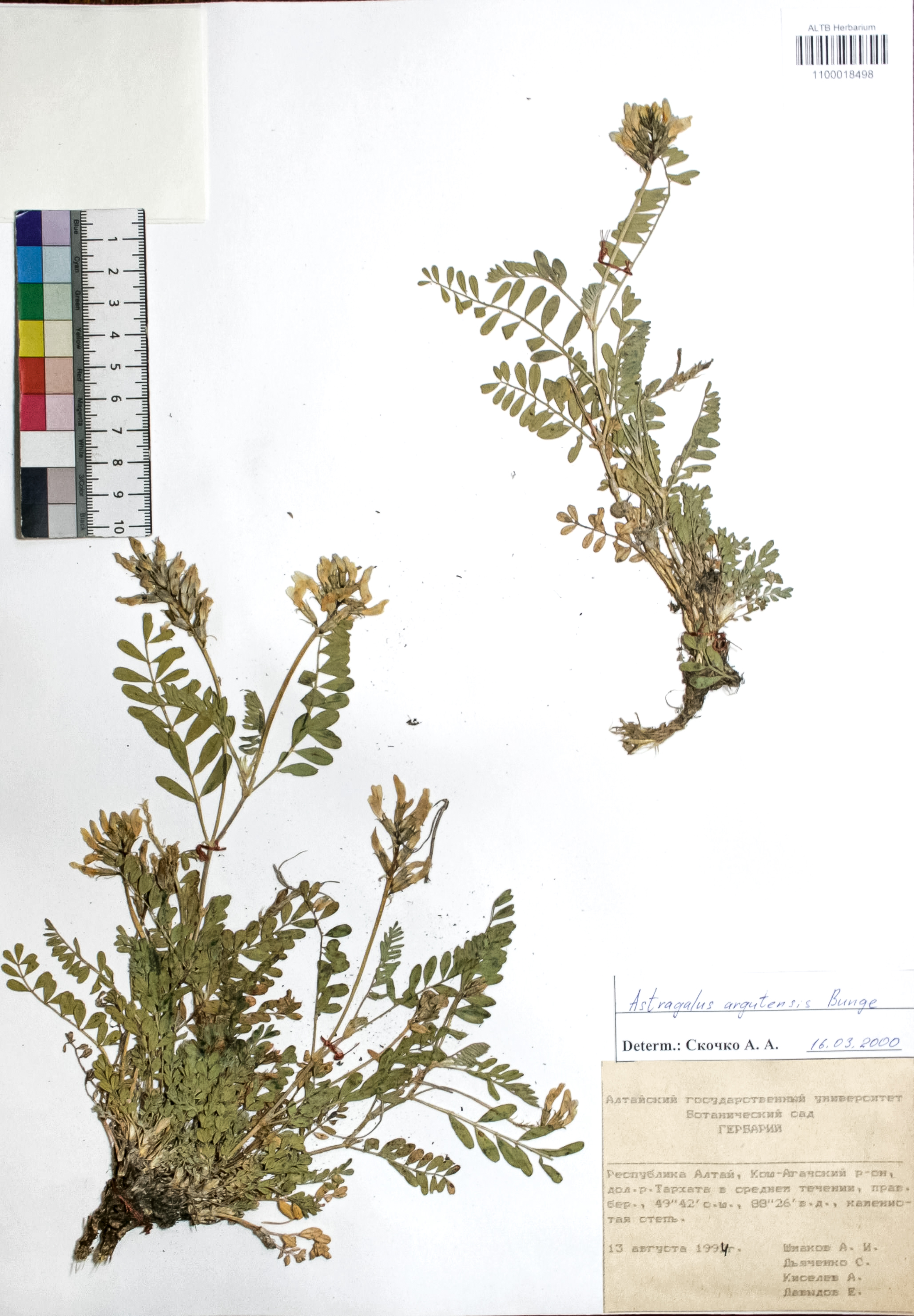 Astragalus argutensis Bunge