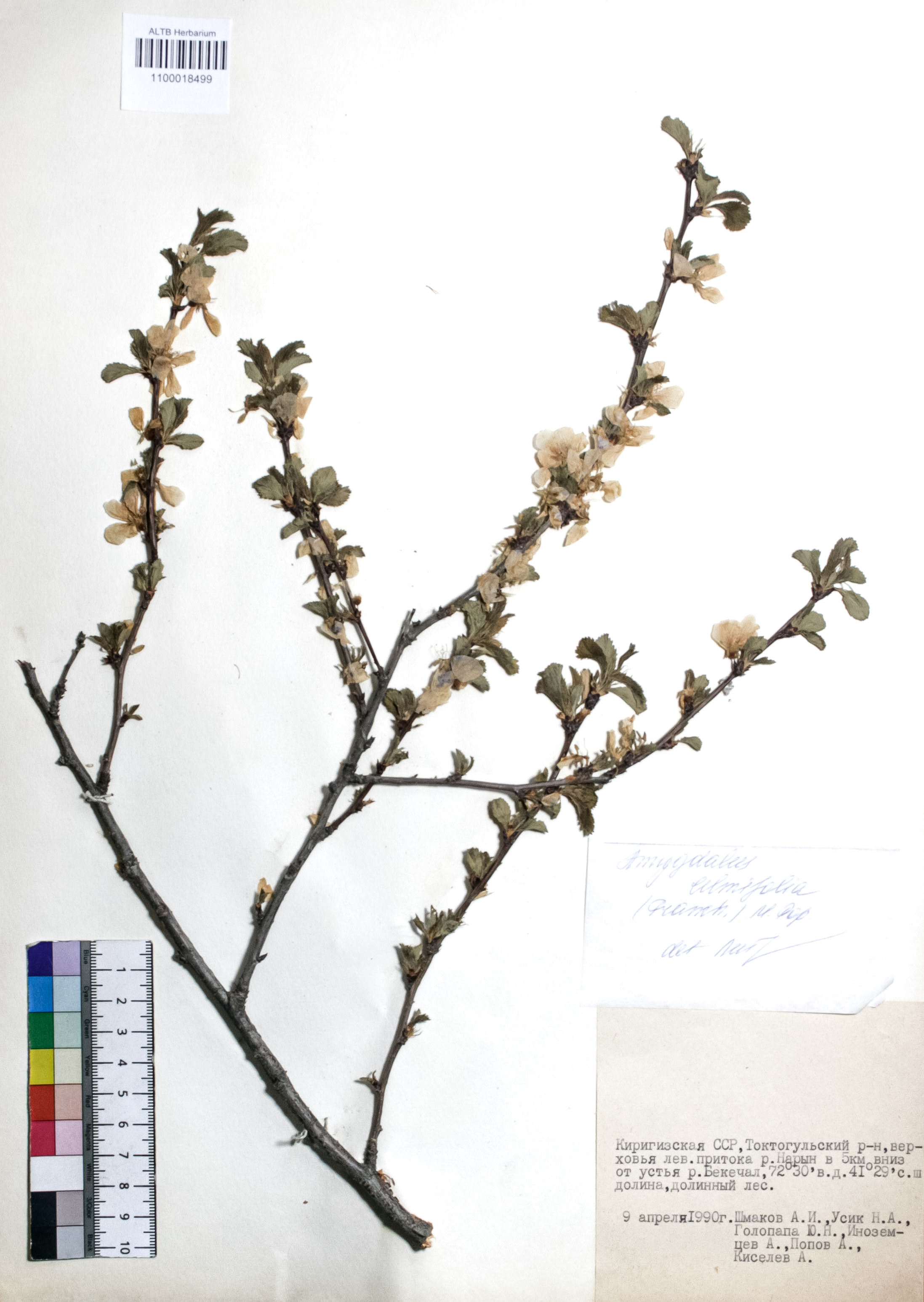 Prunus triloba Lindl.