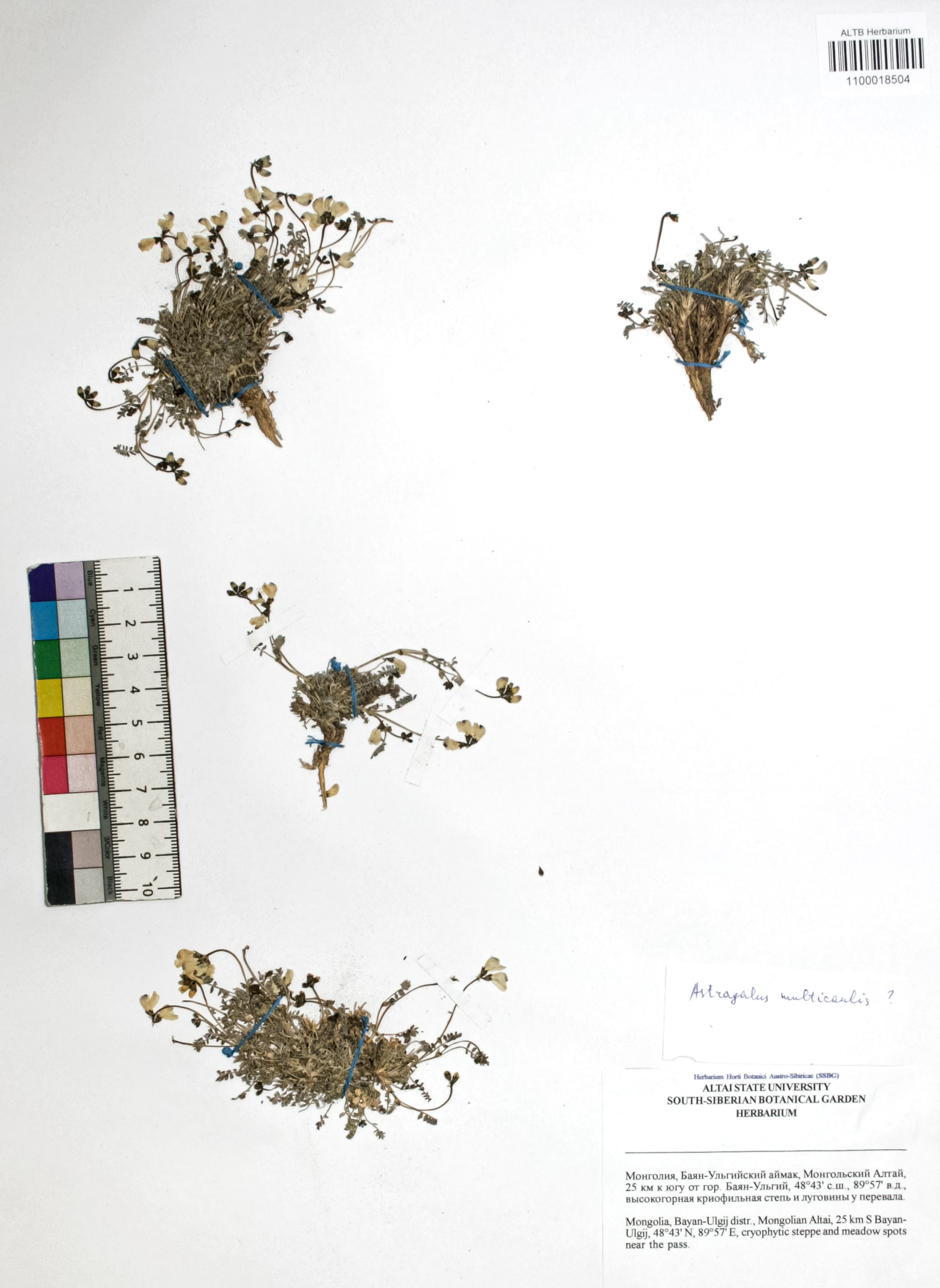 Astragalus multicaulis Ledeb.