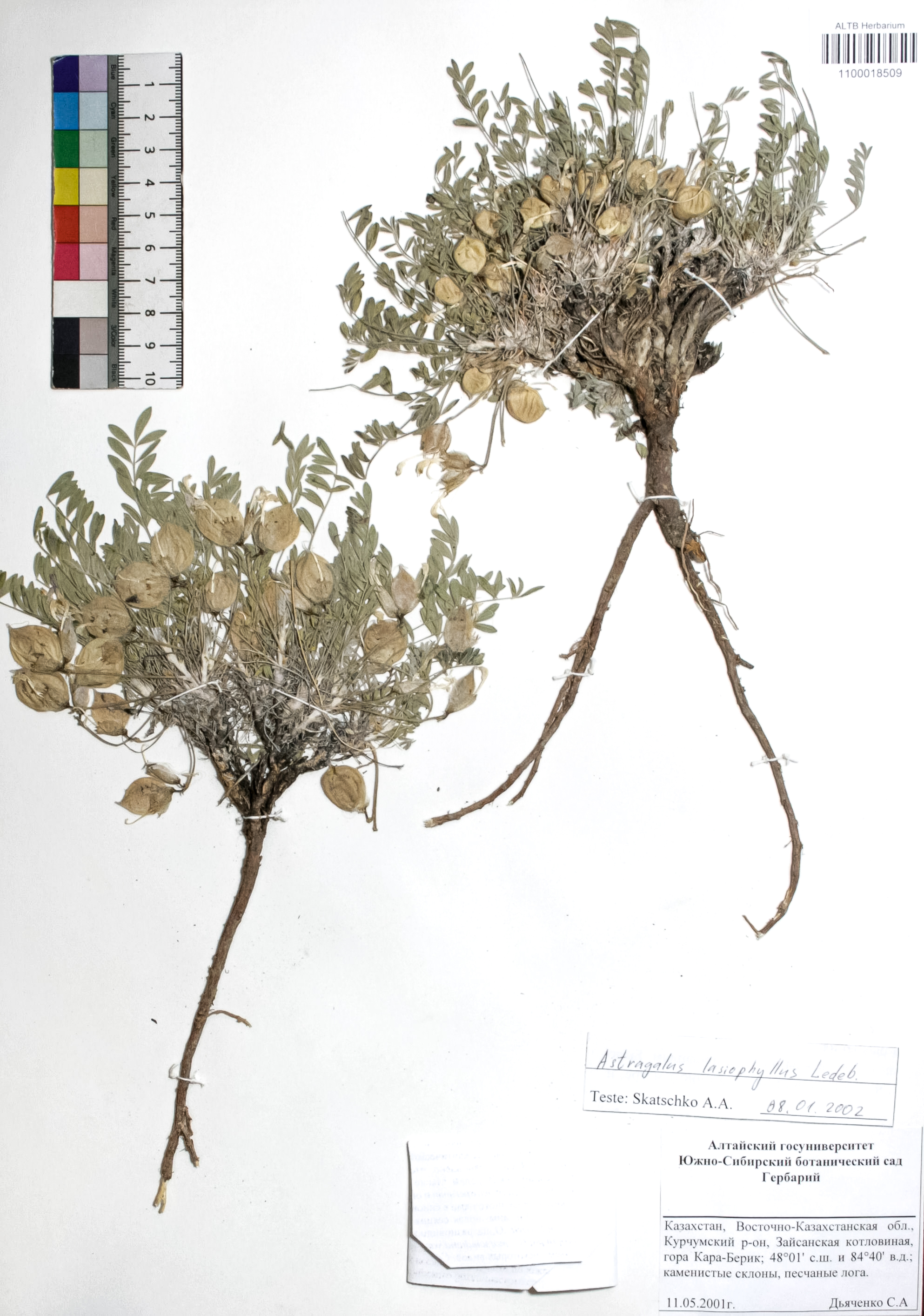 Astragalus lasiophyllus Ledeb.