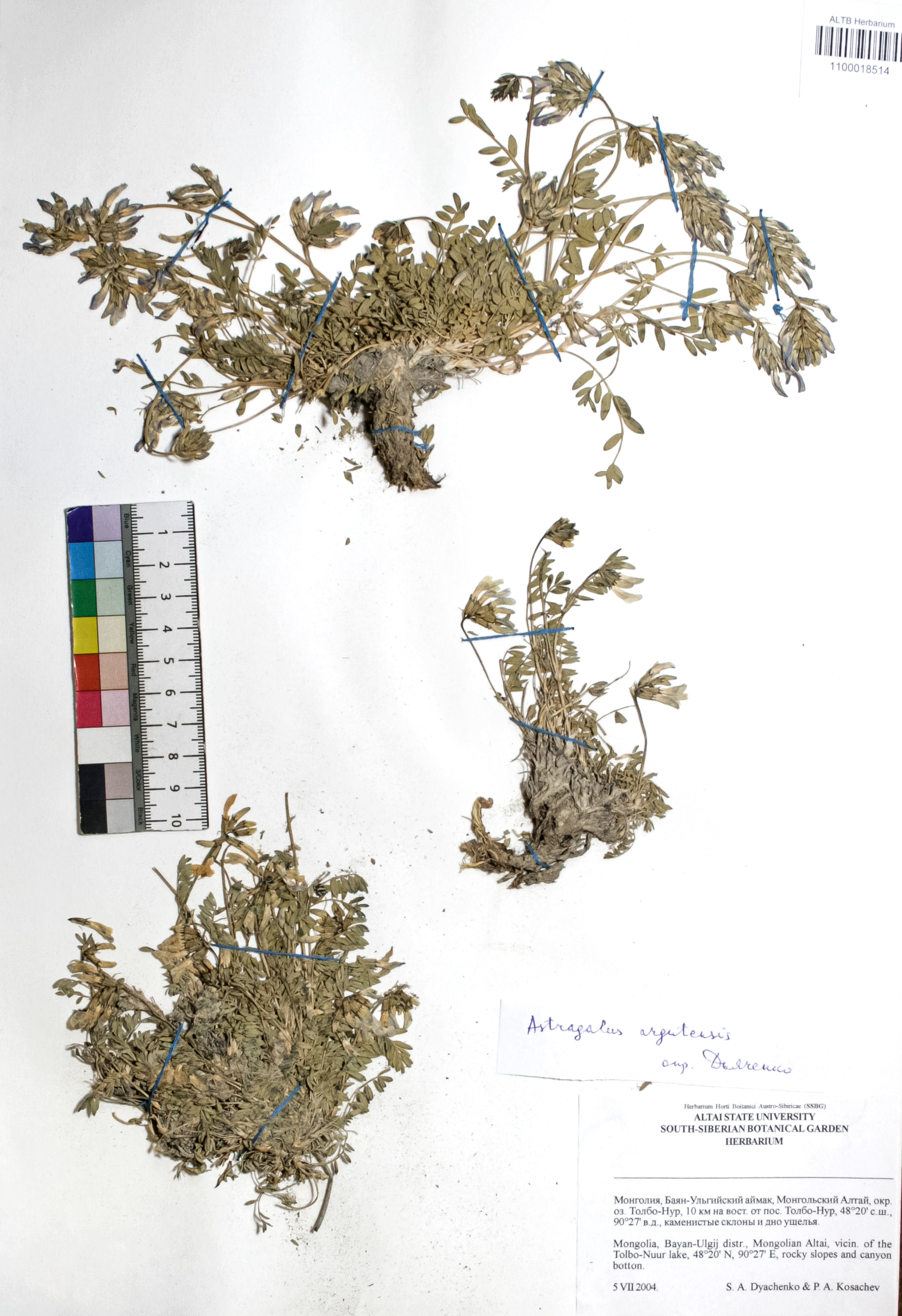 Astragalus argutensis Bunge