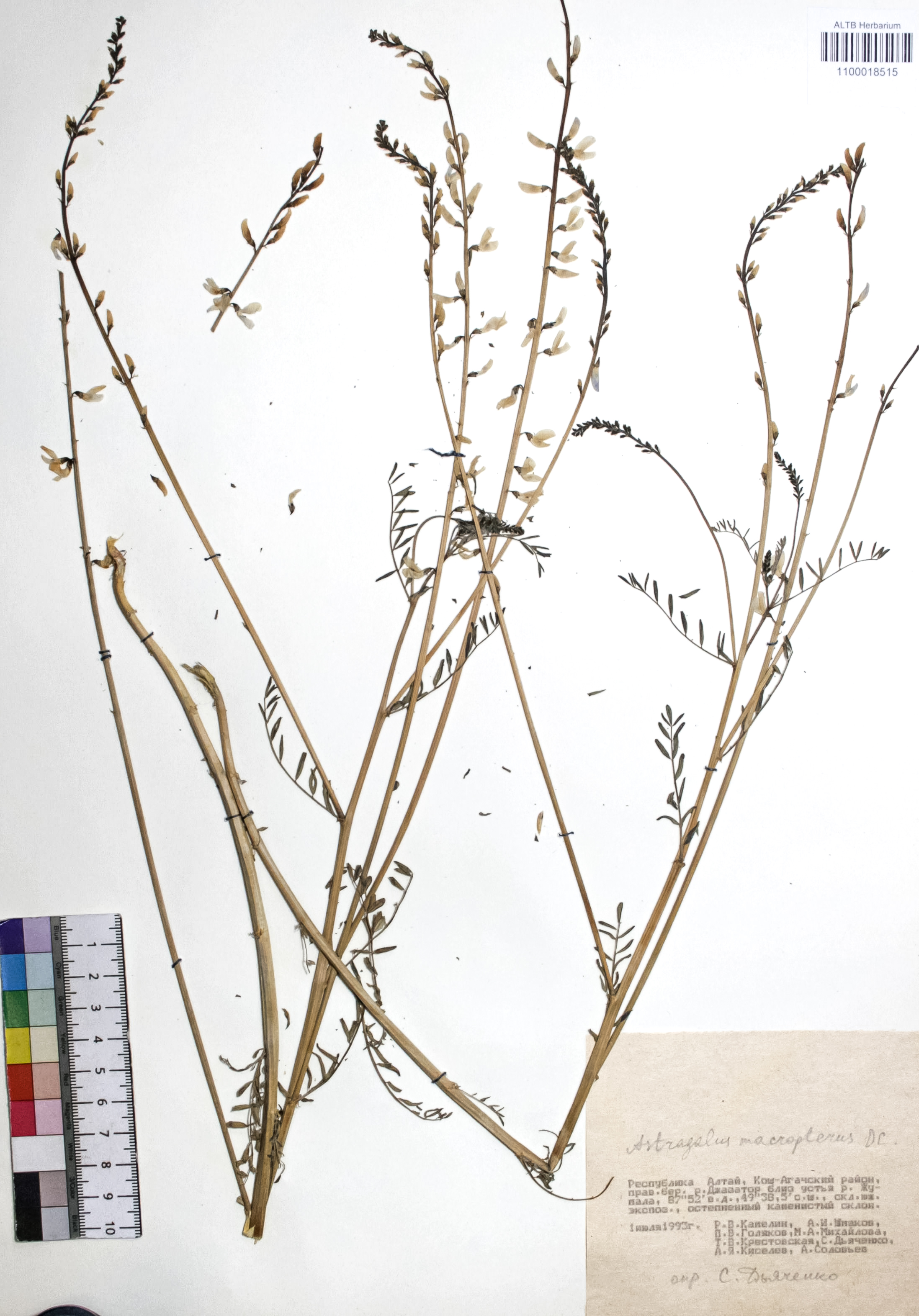 Astragalus macropterus DC.