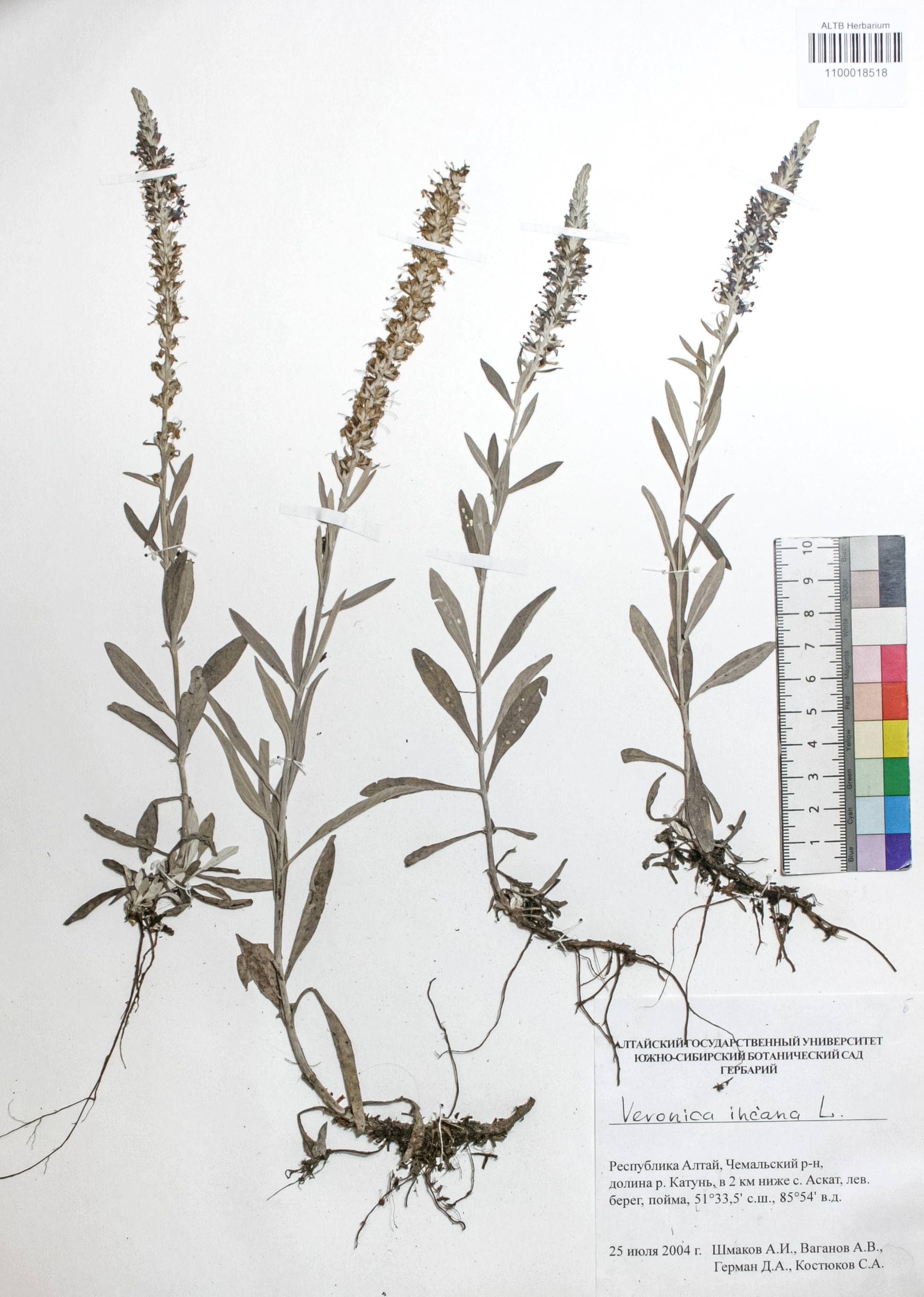 Veronica incana L.