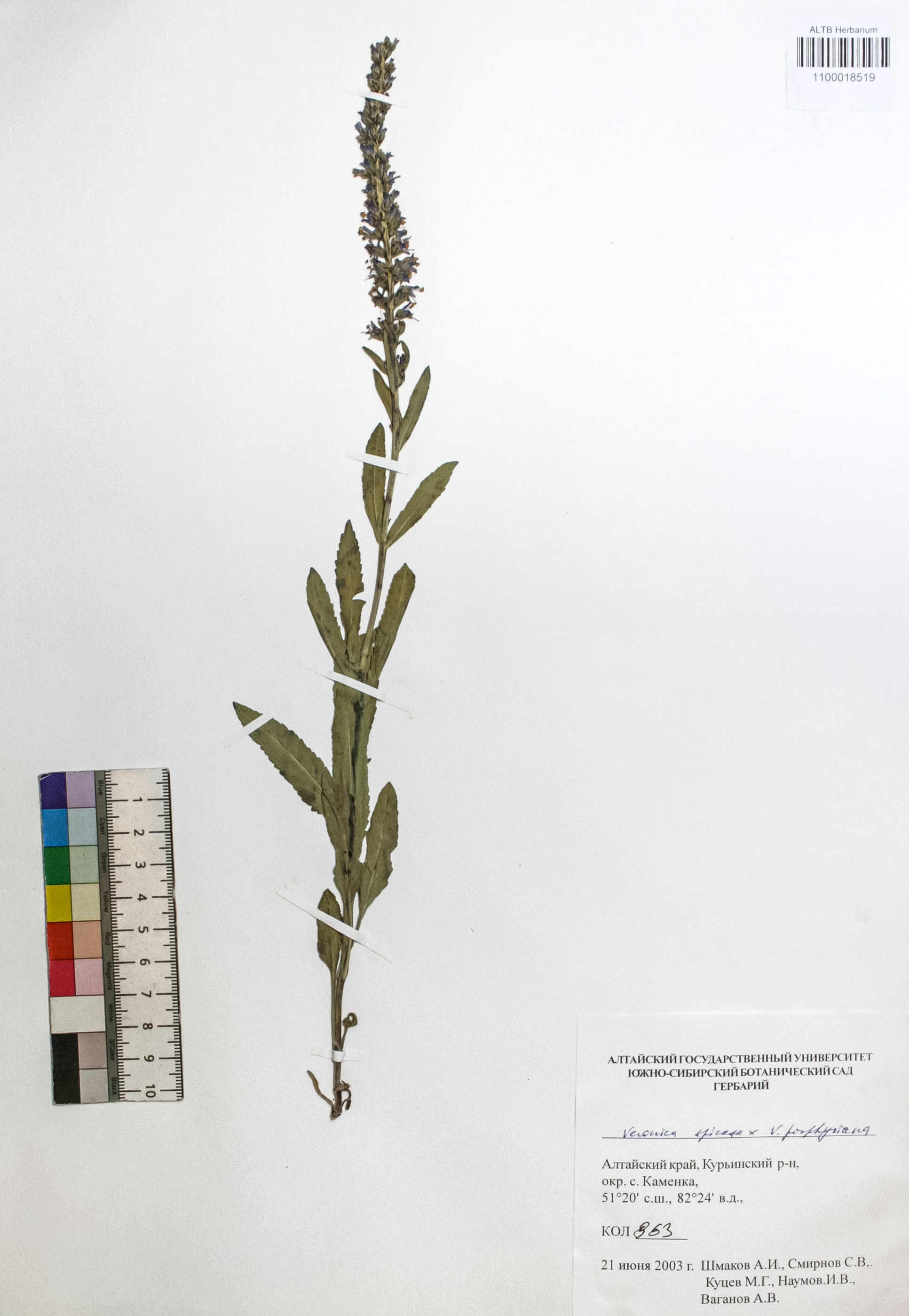 Plantago urvillei Opiz
