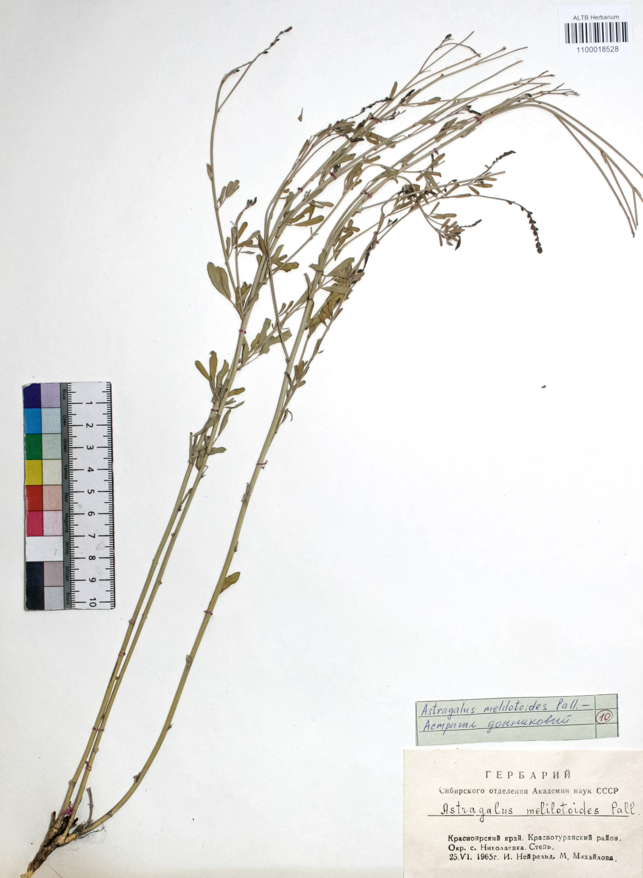 Astragalus melilotoides Pall.