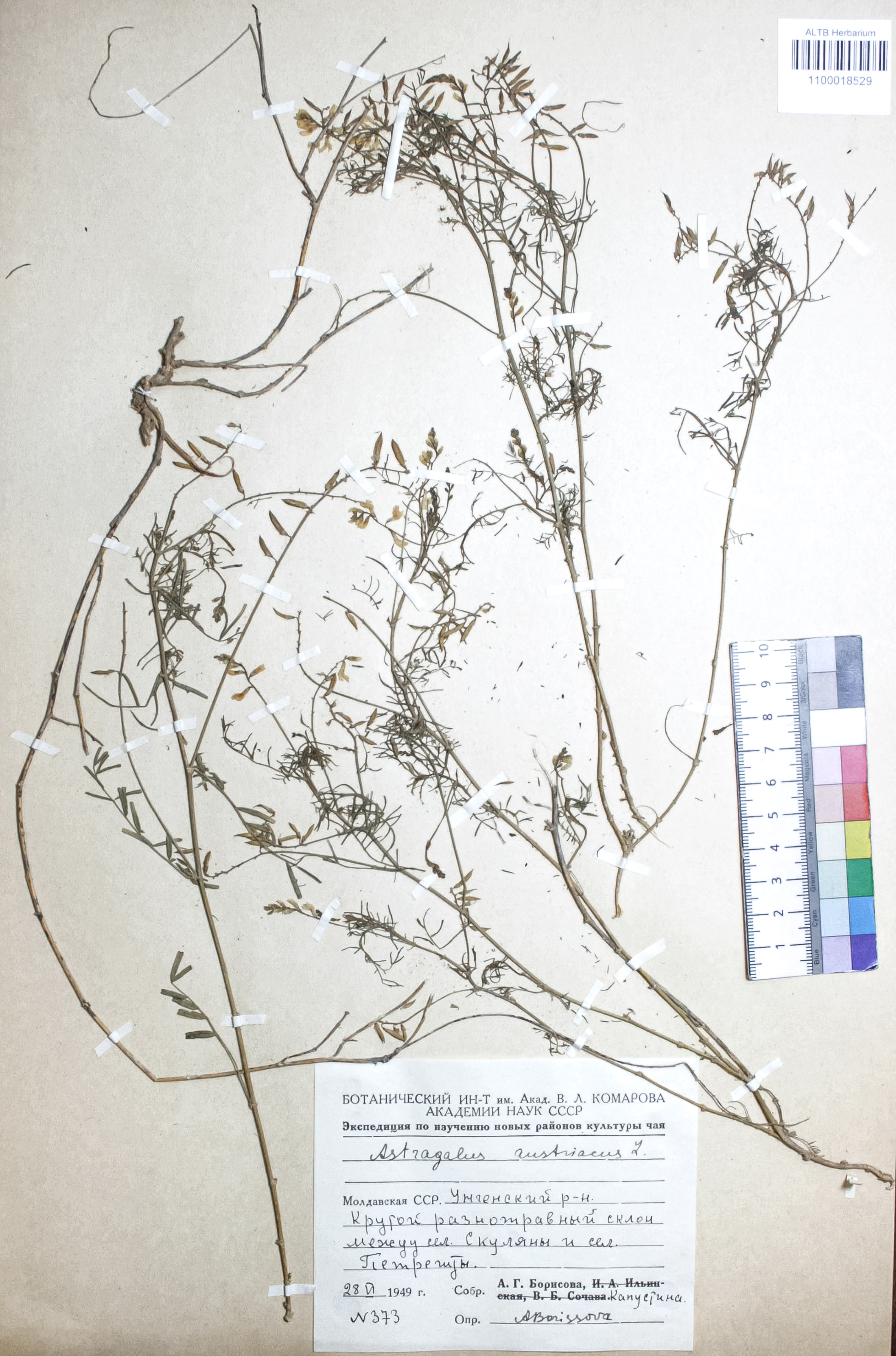 Astragalus austriacus Jacq.