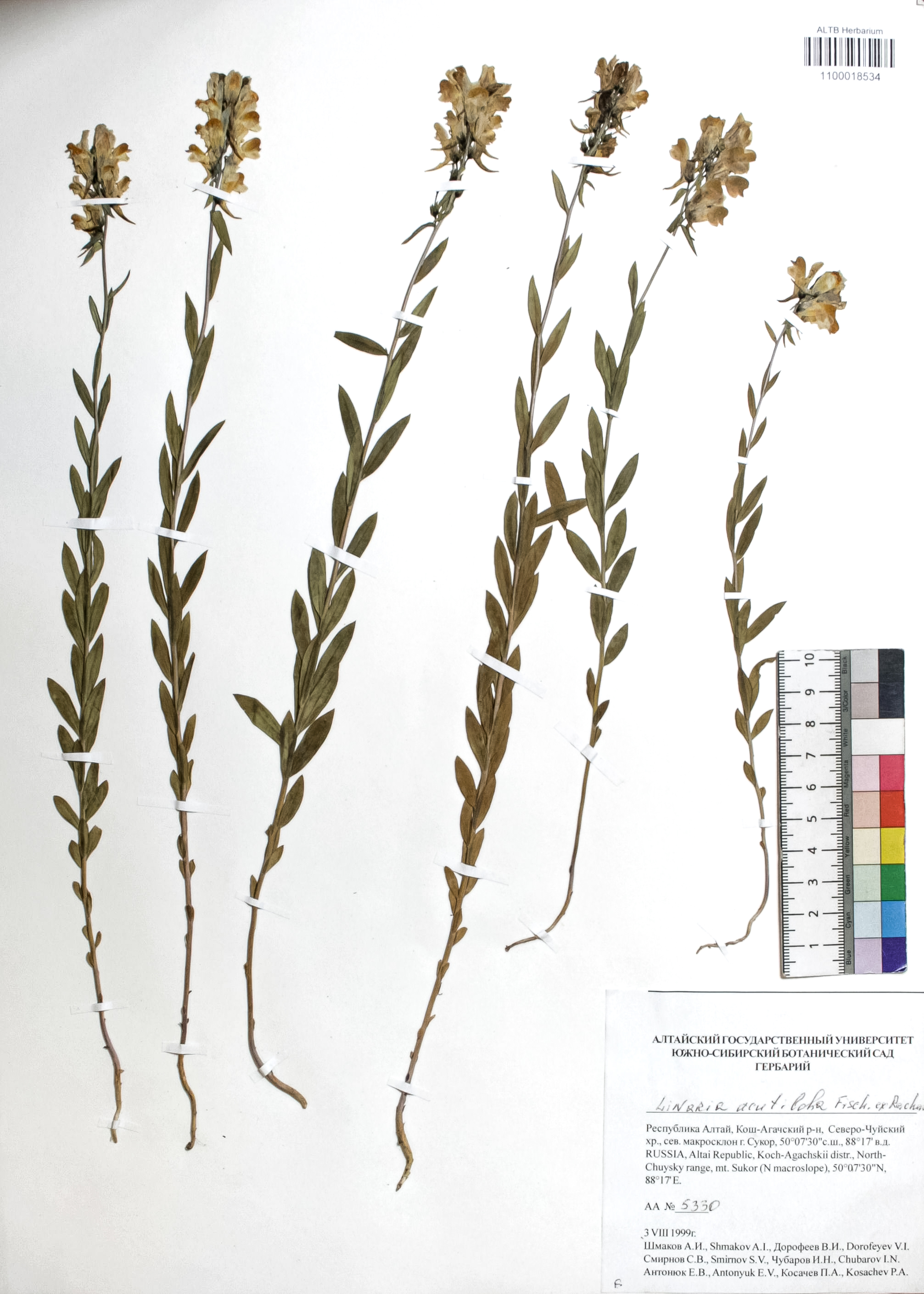 Linaria acutiloba Fisch. ex Rchb.