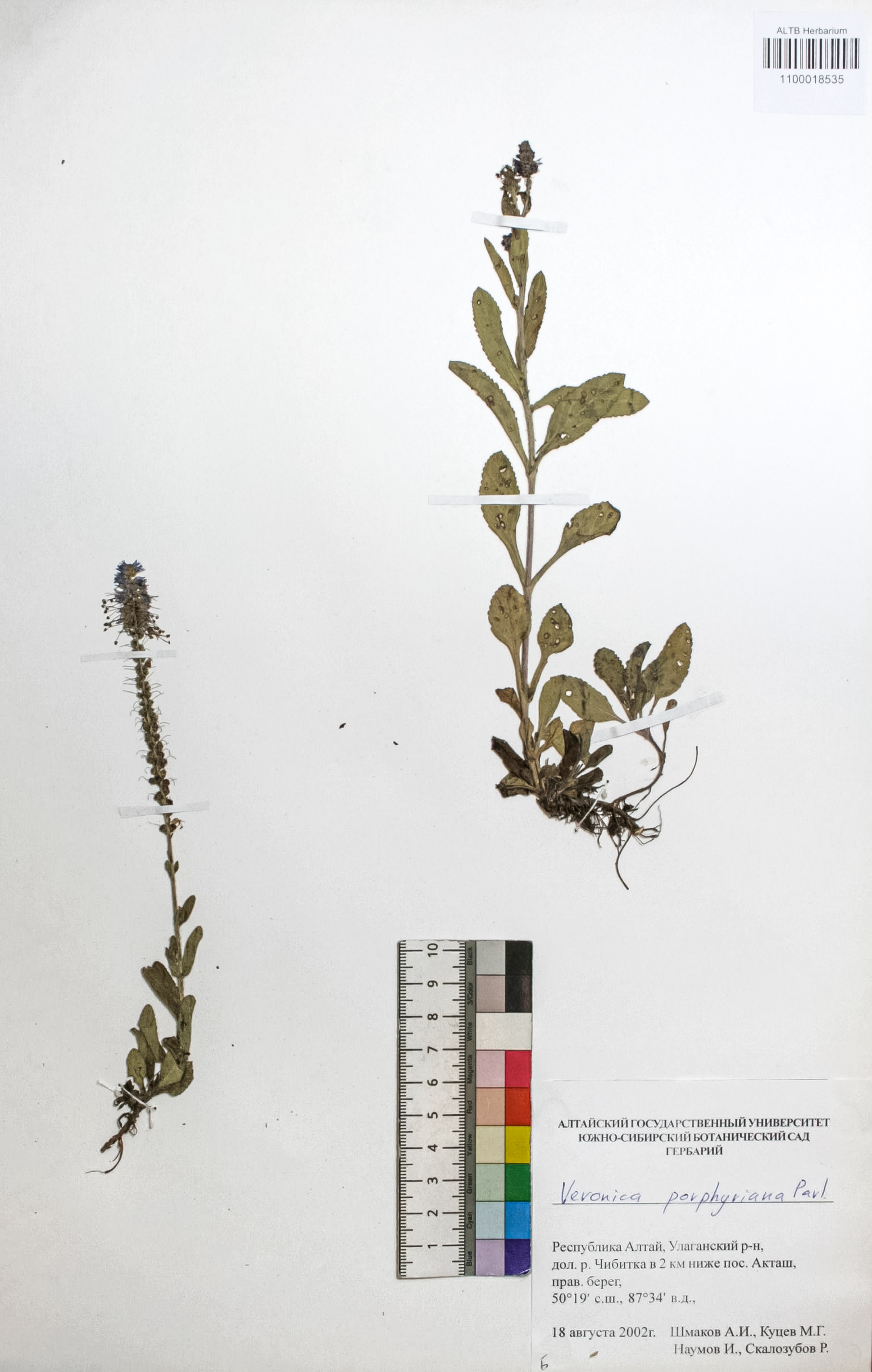  Veronica porphyriana Pavl.