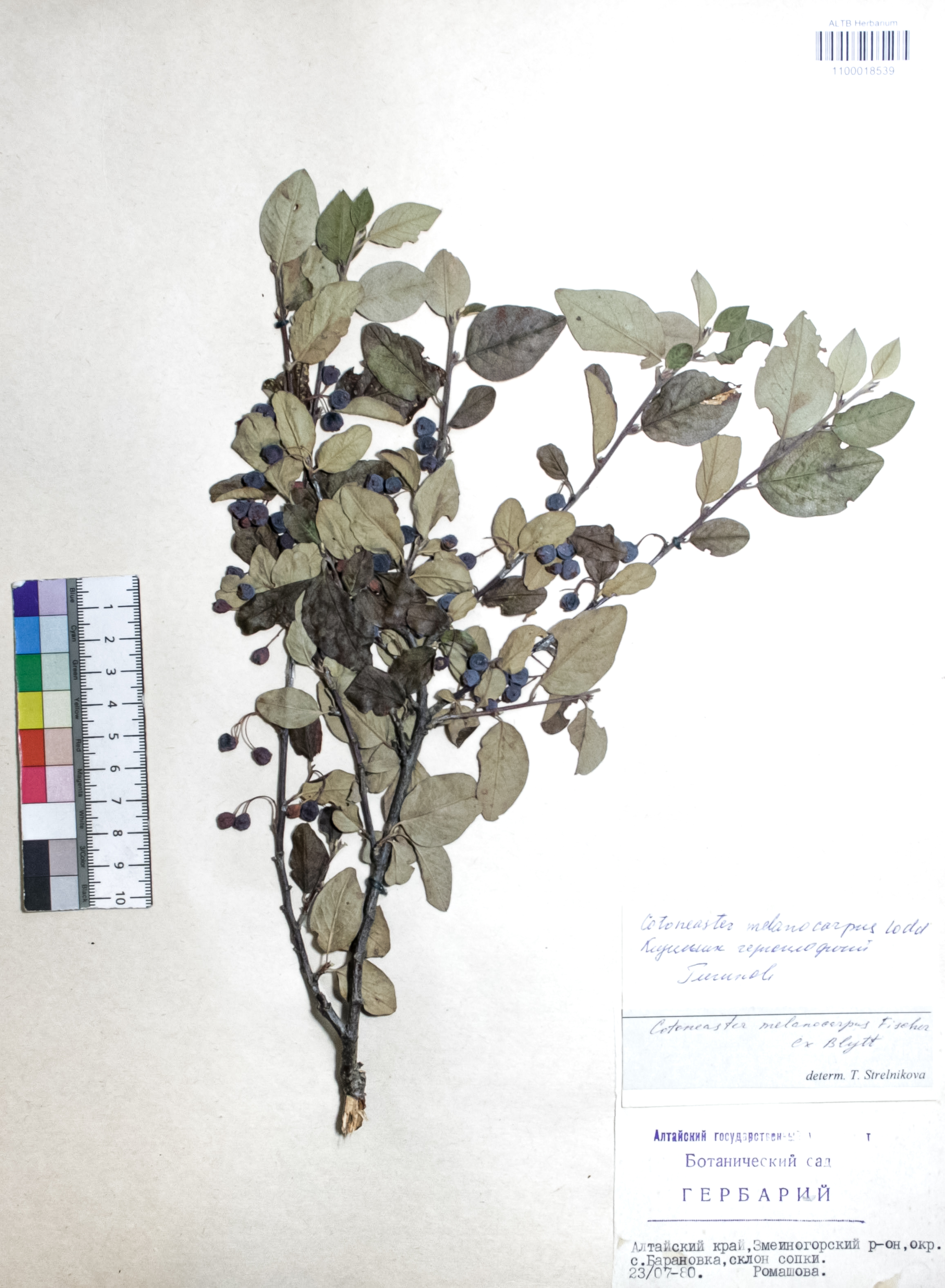 Cotoneaster melanocarpus Fisch. ex Blytt