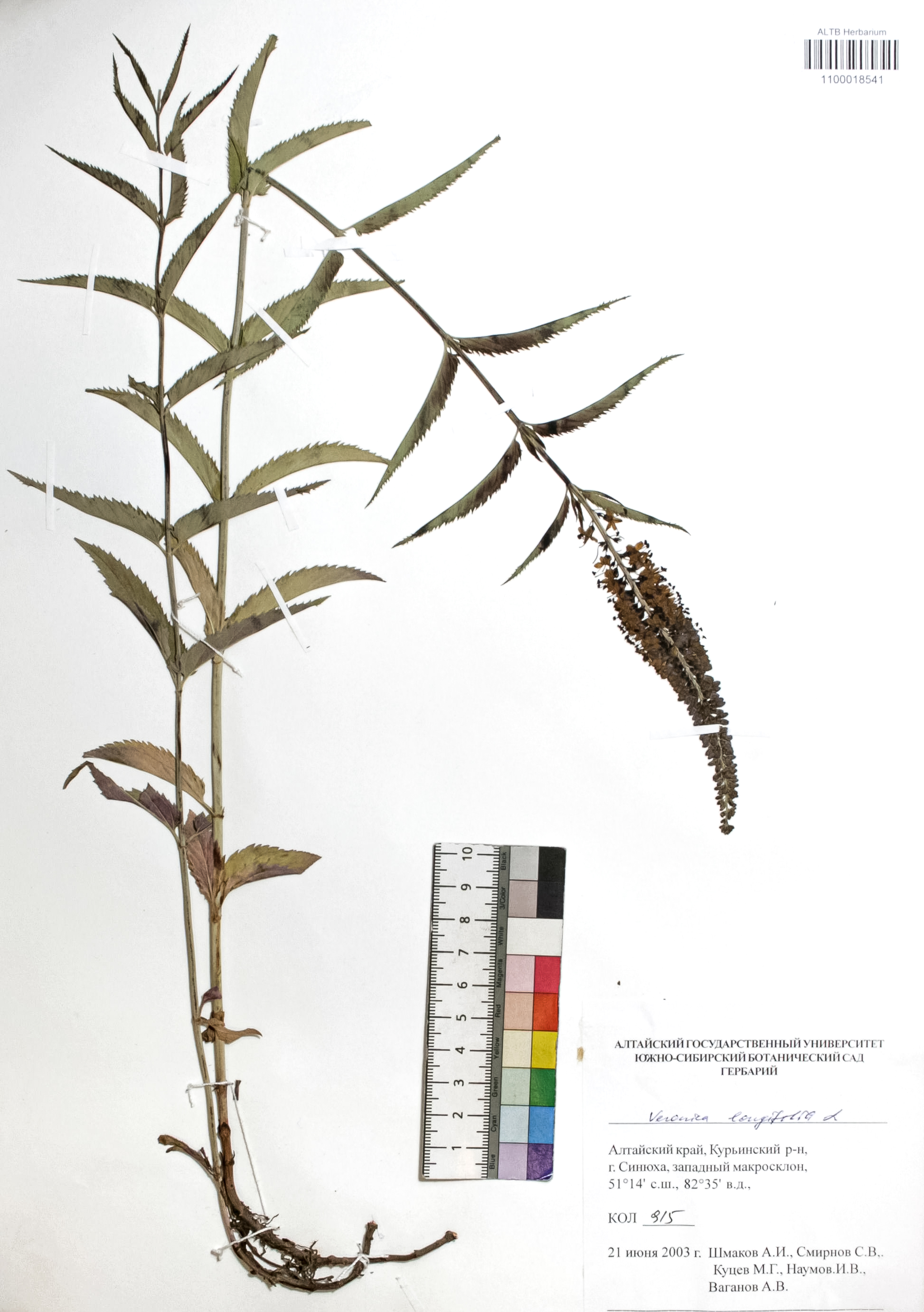 Veronica longifolia L.