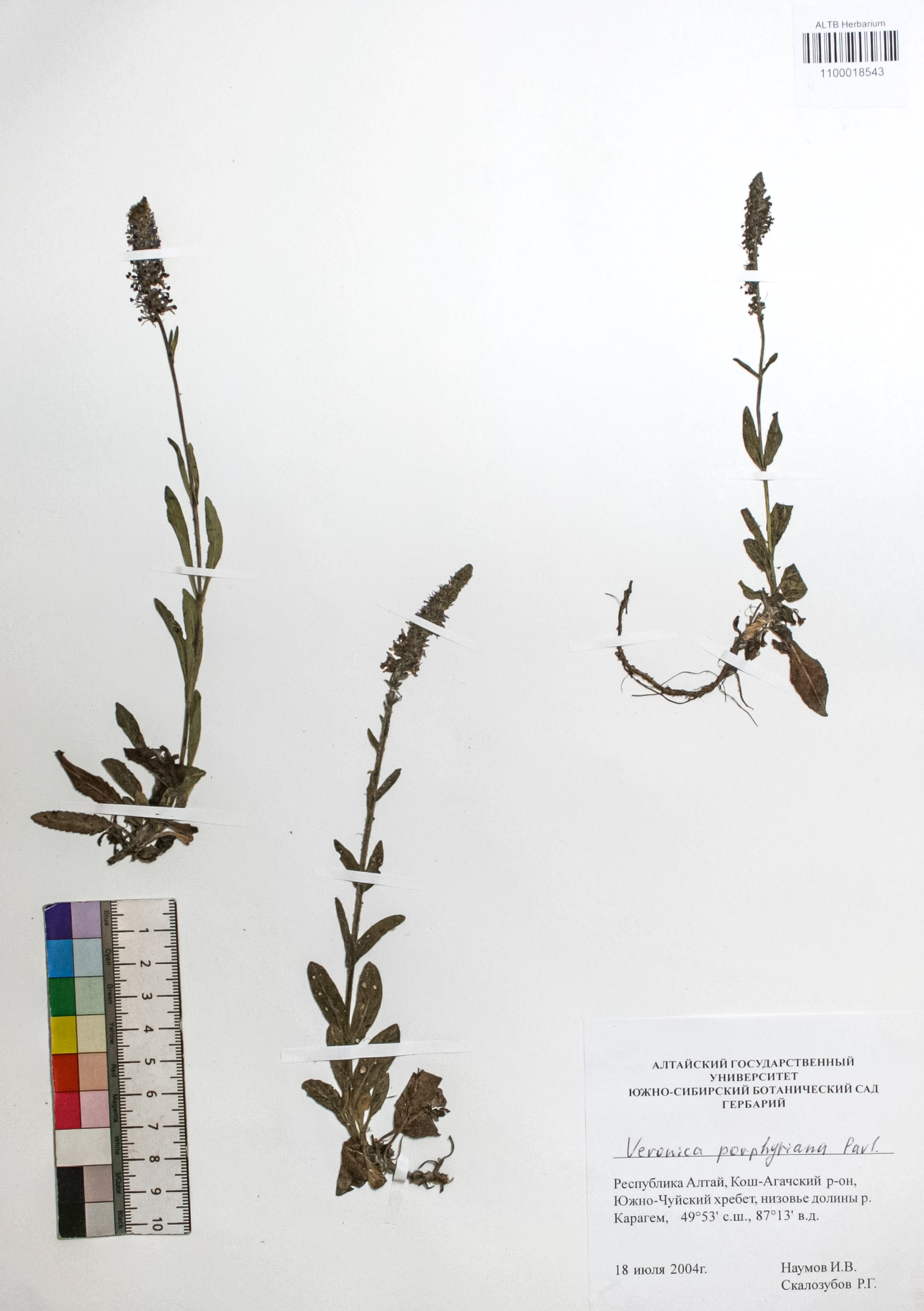  Veronica porphyriana Pavl.