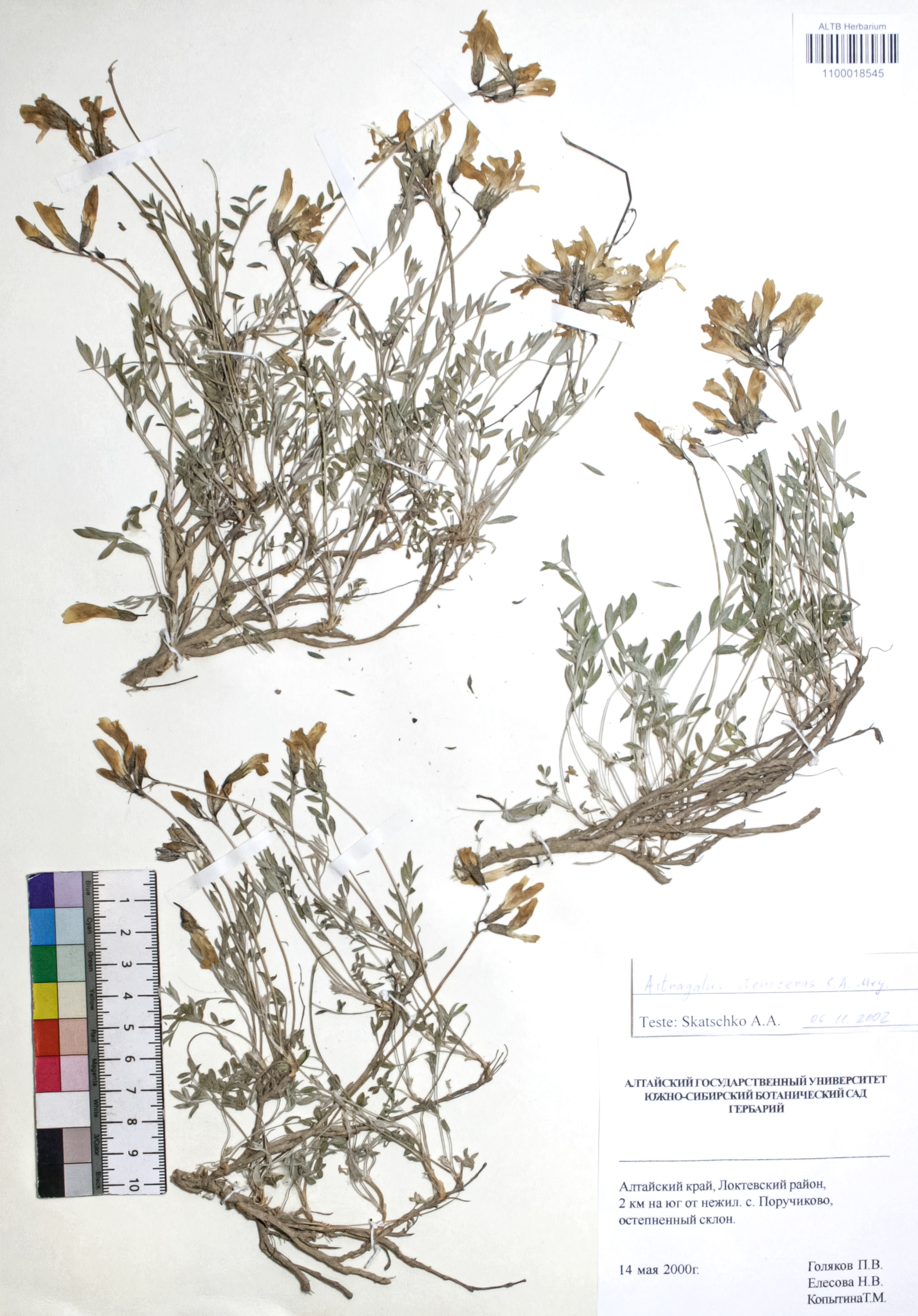 Astragalus stenoceras C. A. Mey.