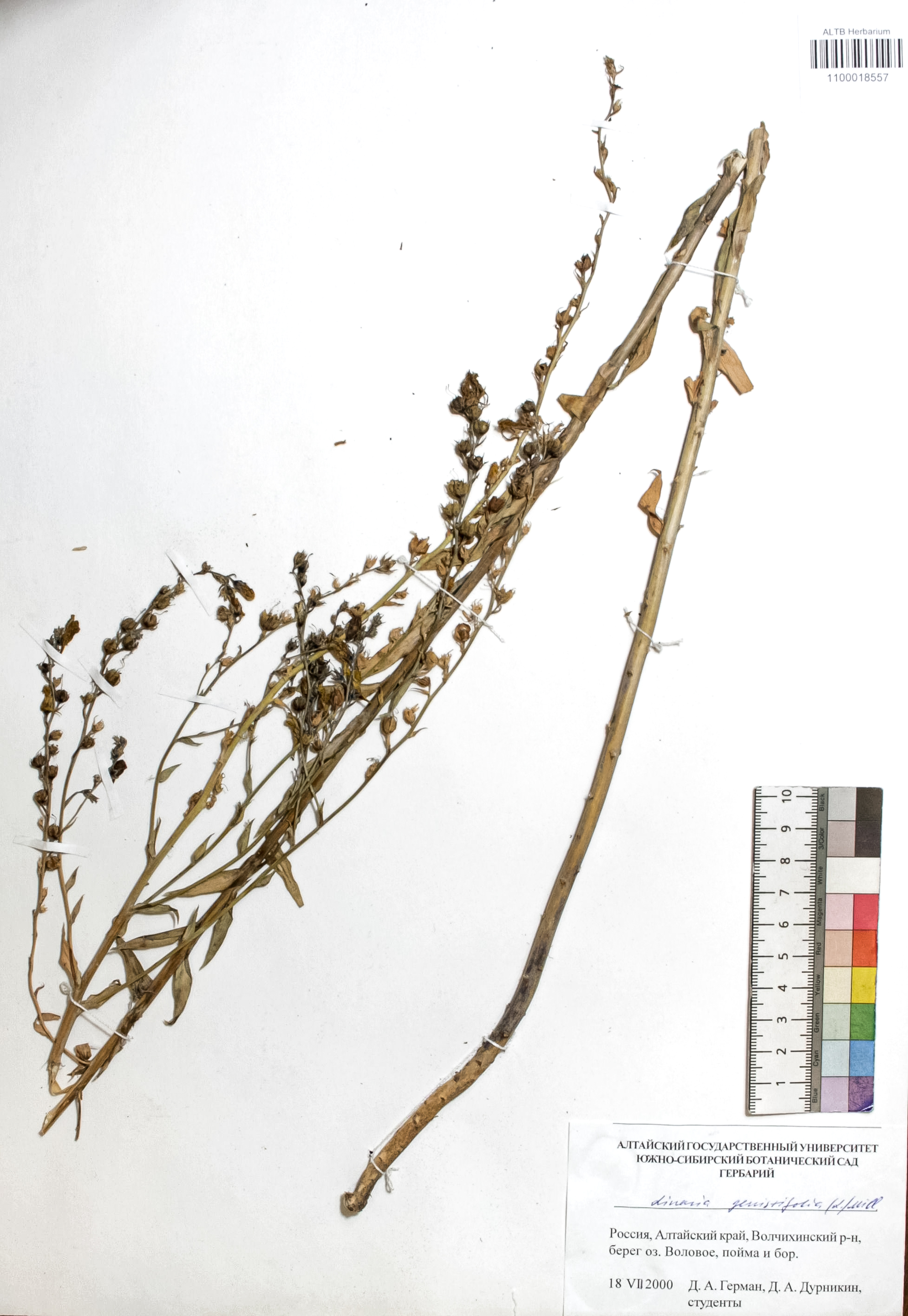 Linaria genistifolia (L) Miller
