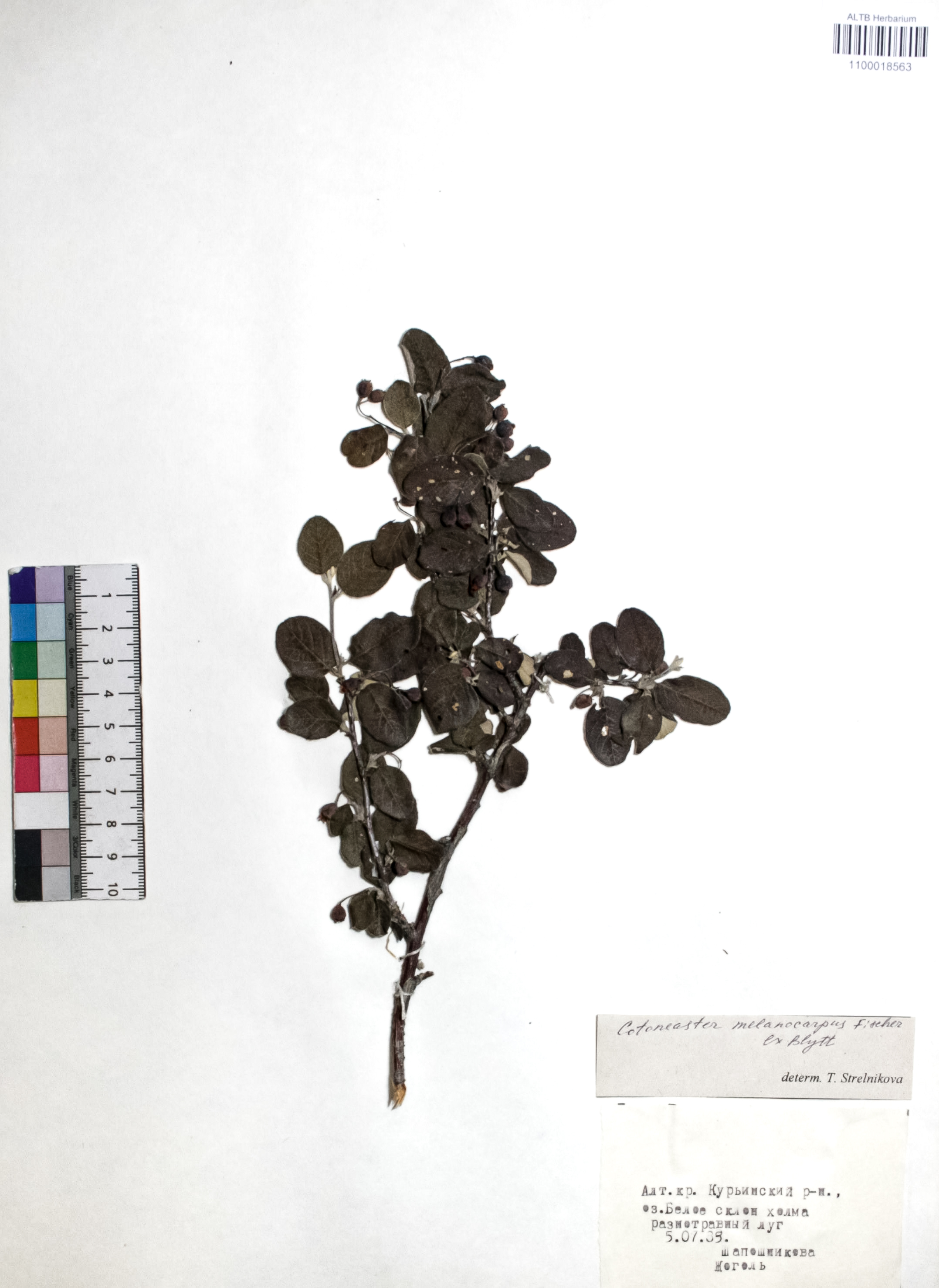 Cotoneaster melanocarpus Fisch. ex Blytt