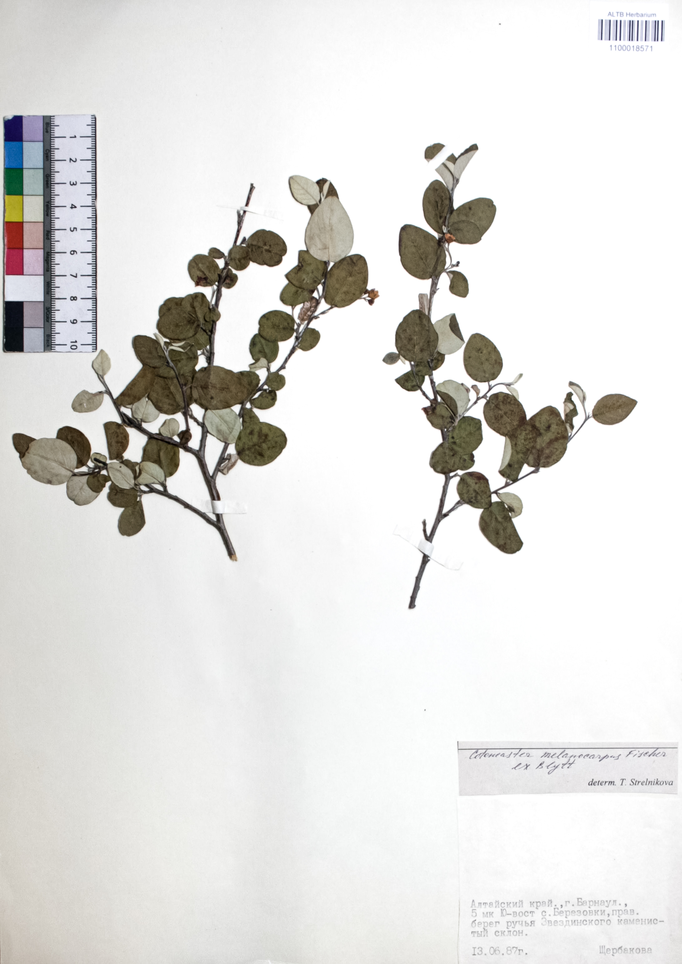 Cotoneaster melanocarpus Fisch. ex Blytt