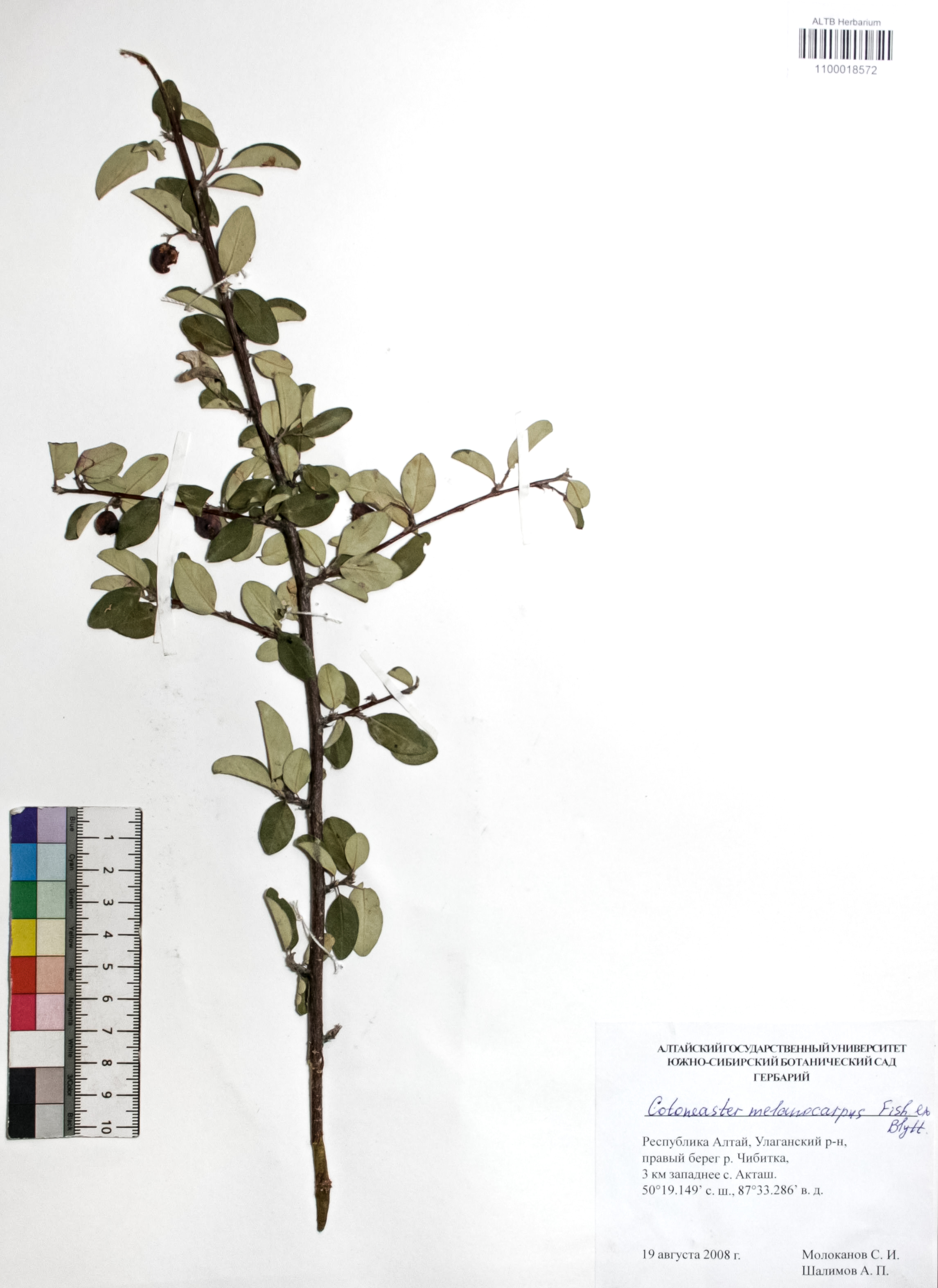 Cotoneaster melanocarpus Fisch. ex Blytt