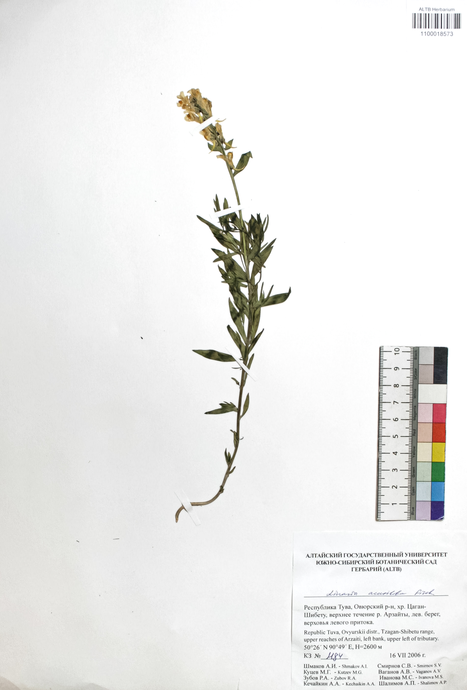 Linaria acutiloba Fisch. ex Rchb.