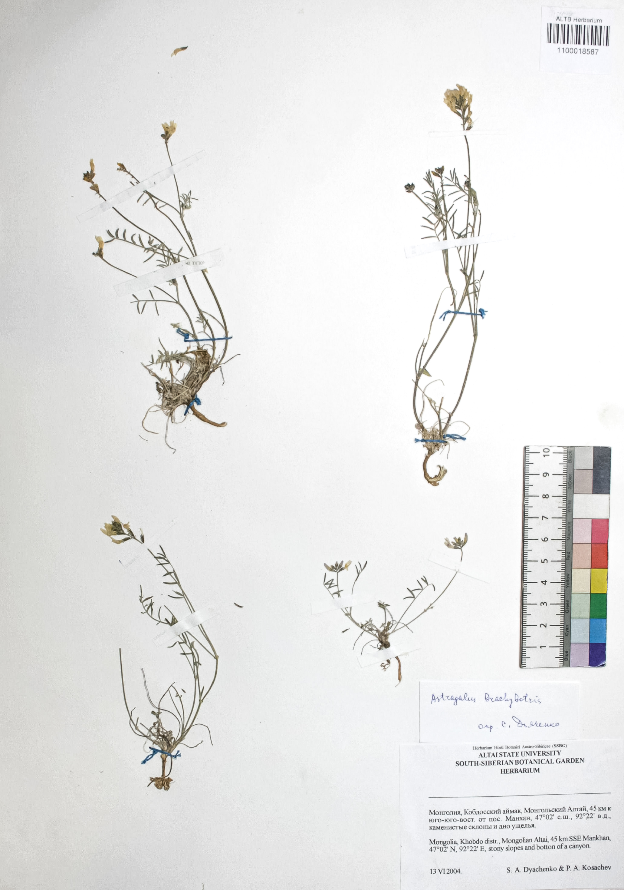 Astragalus brachybotrys Bunge