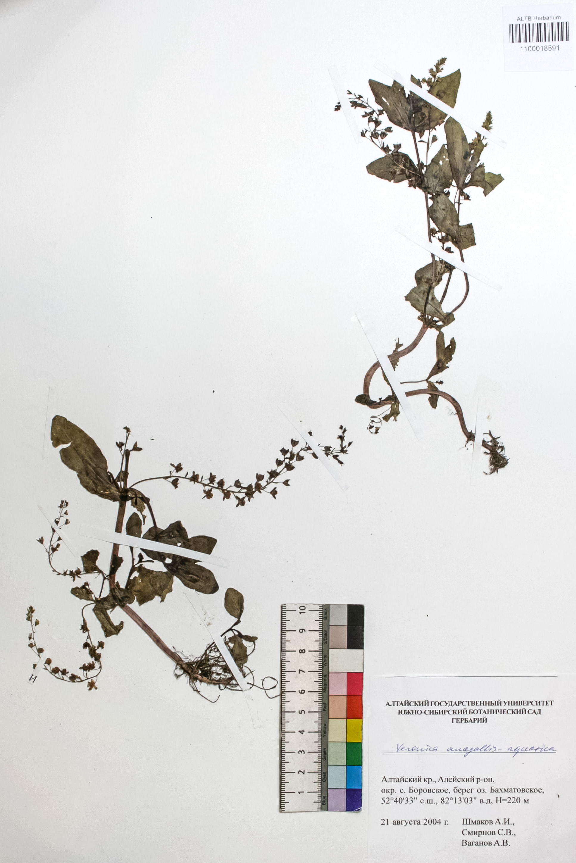 Veronica anagallis-aquatica L.
