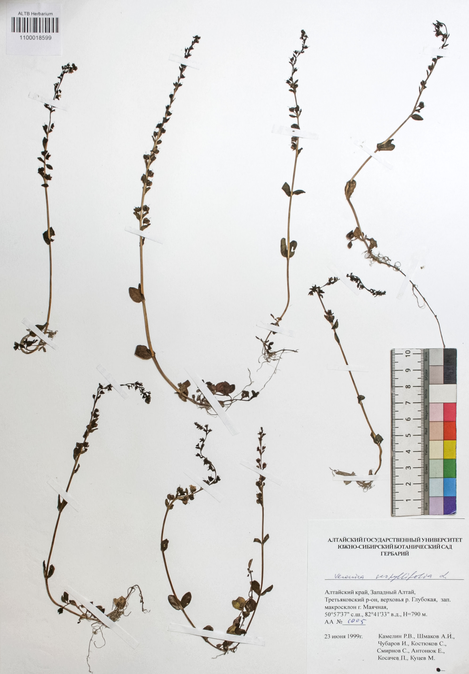 Veronica serpyllifolia L.