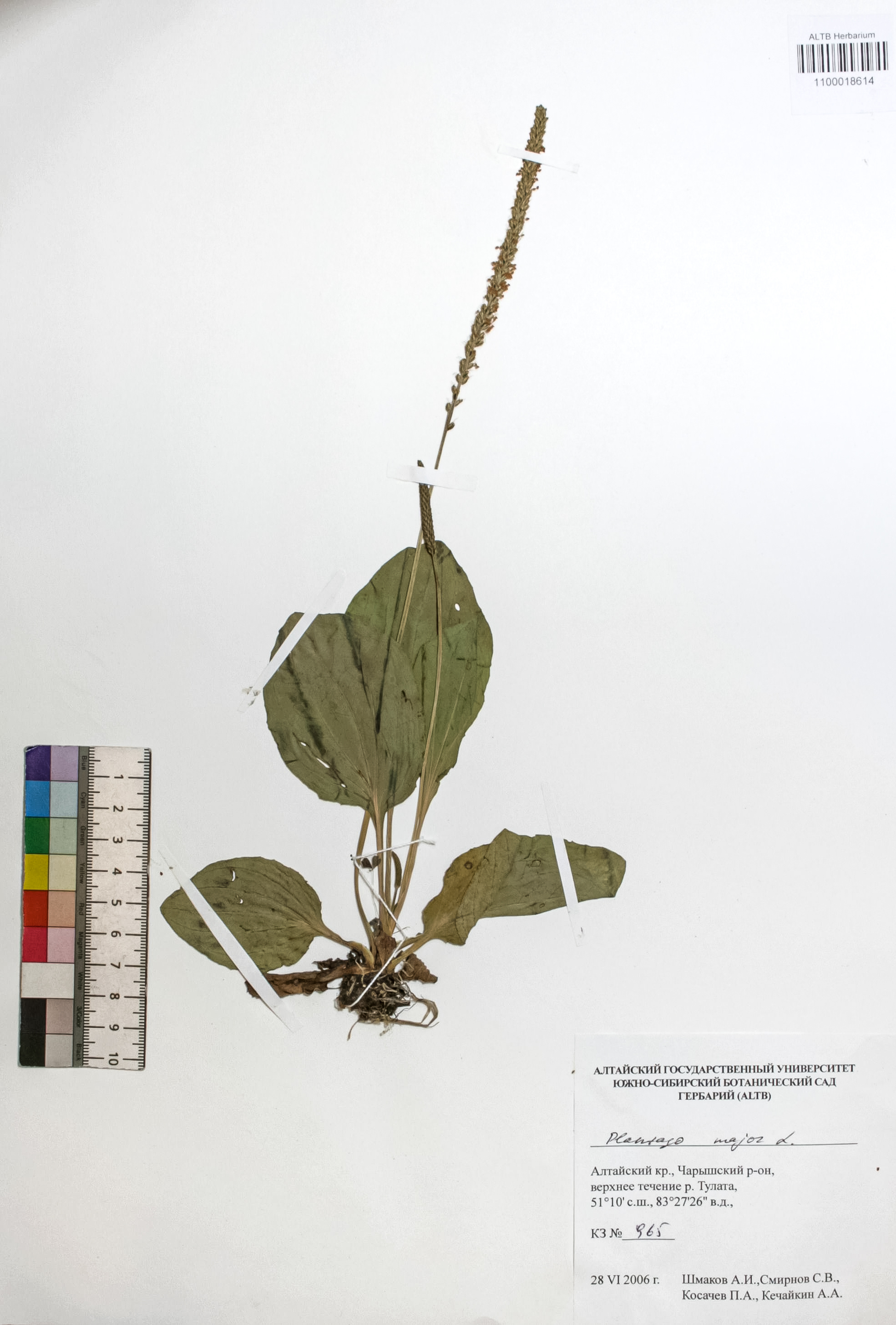 Plantago major L.