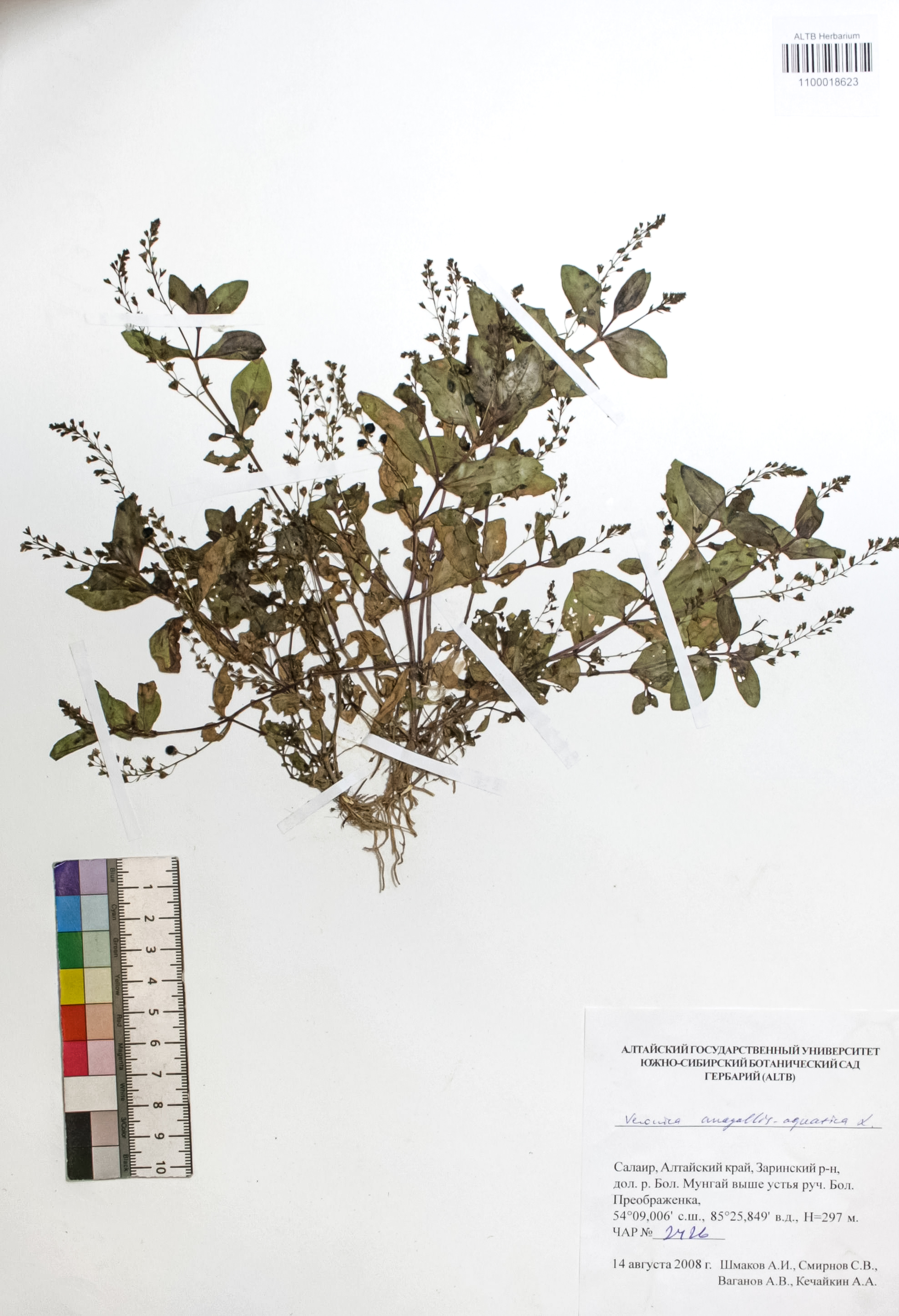 Veronica anagallis-aquatica L.