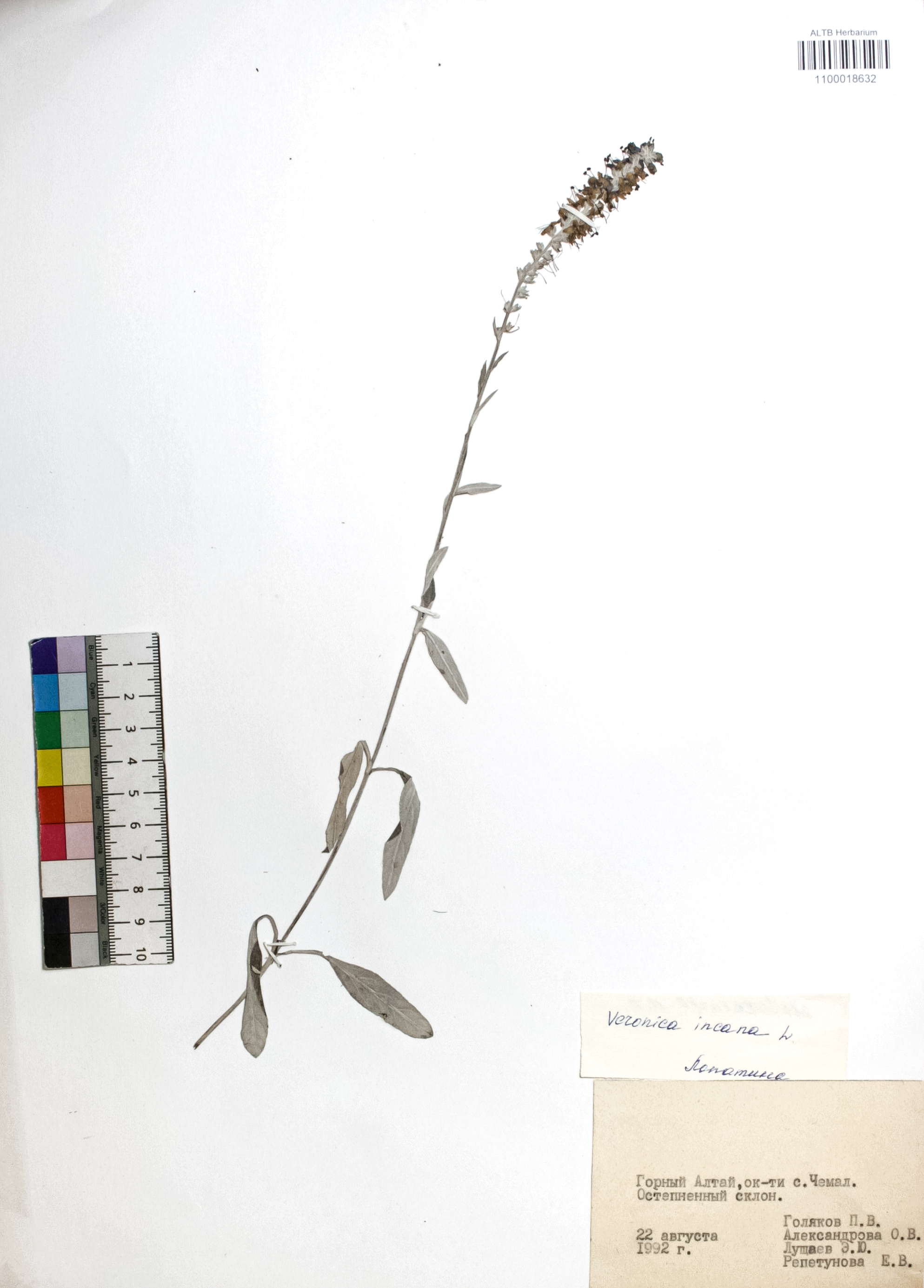 Veronica incana L.