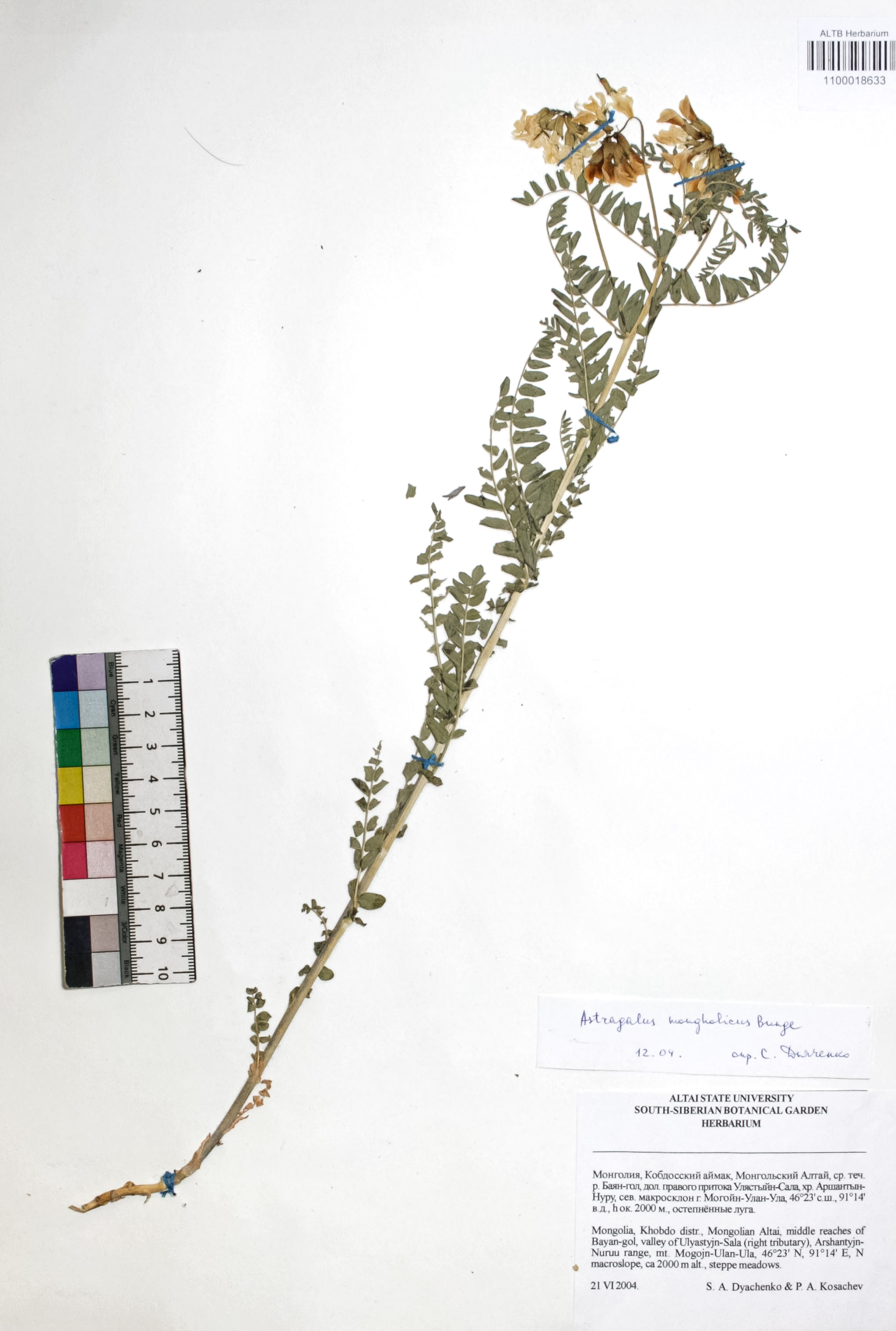Astragalus mongolicus Bunge