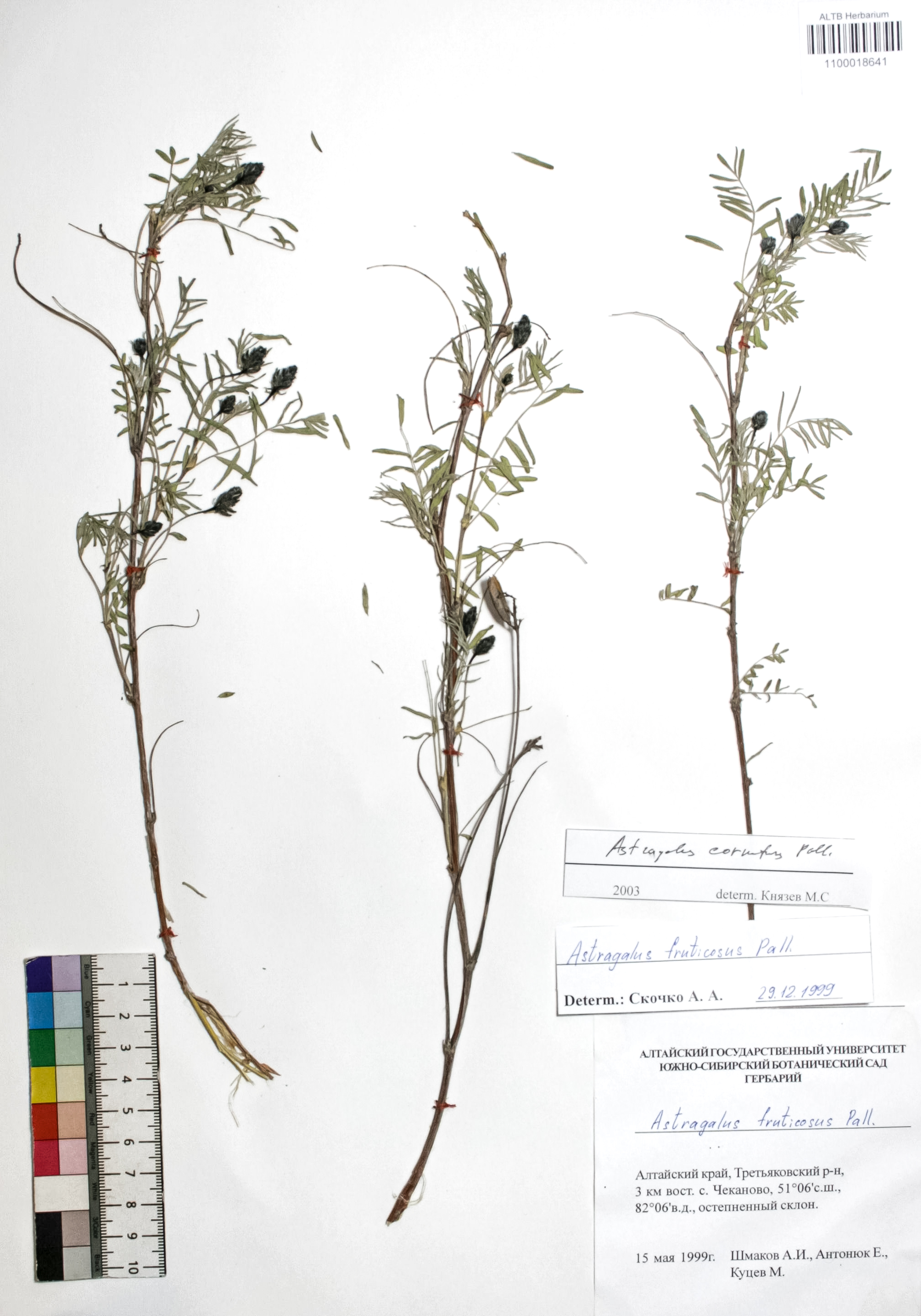 Astragalus cornutus Pall.