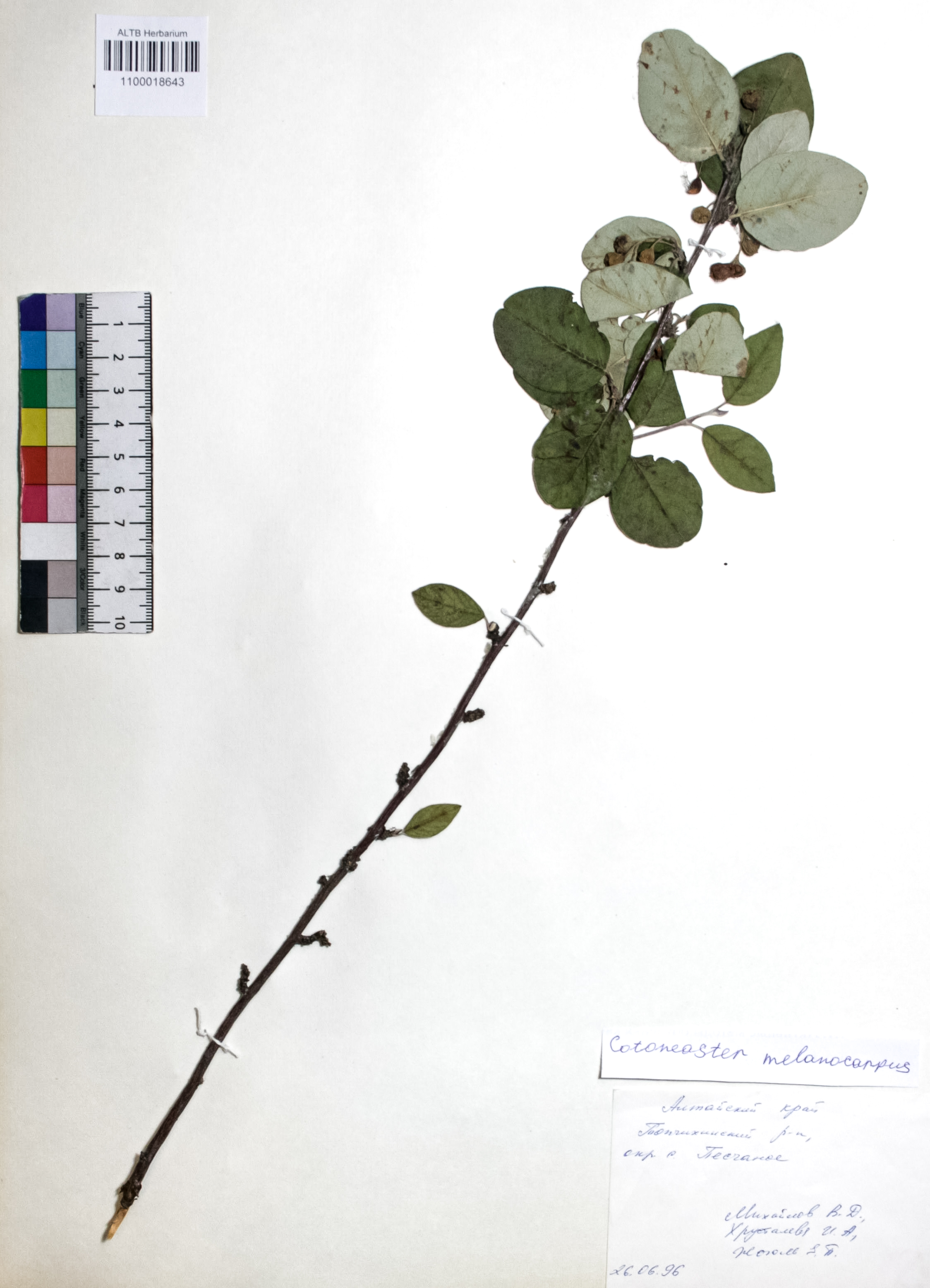 Cotoneaster melanocarpus Fisch. ex Blytt