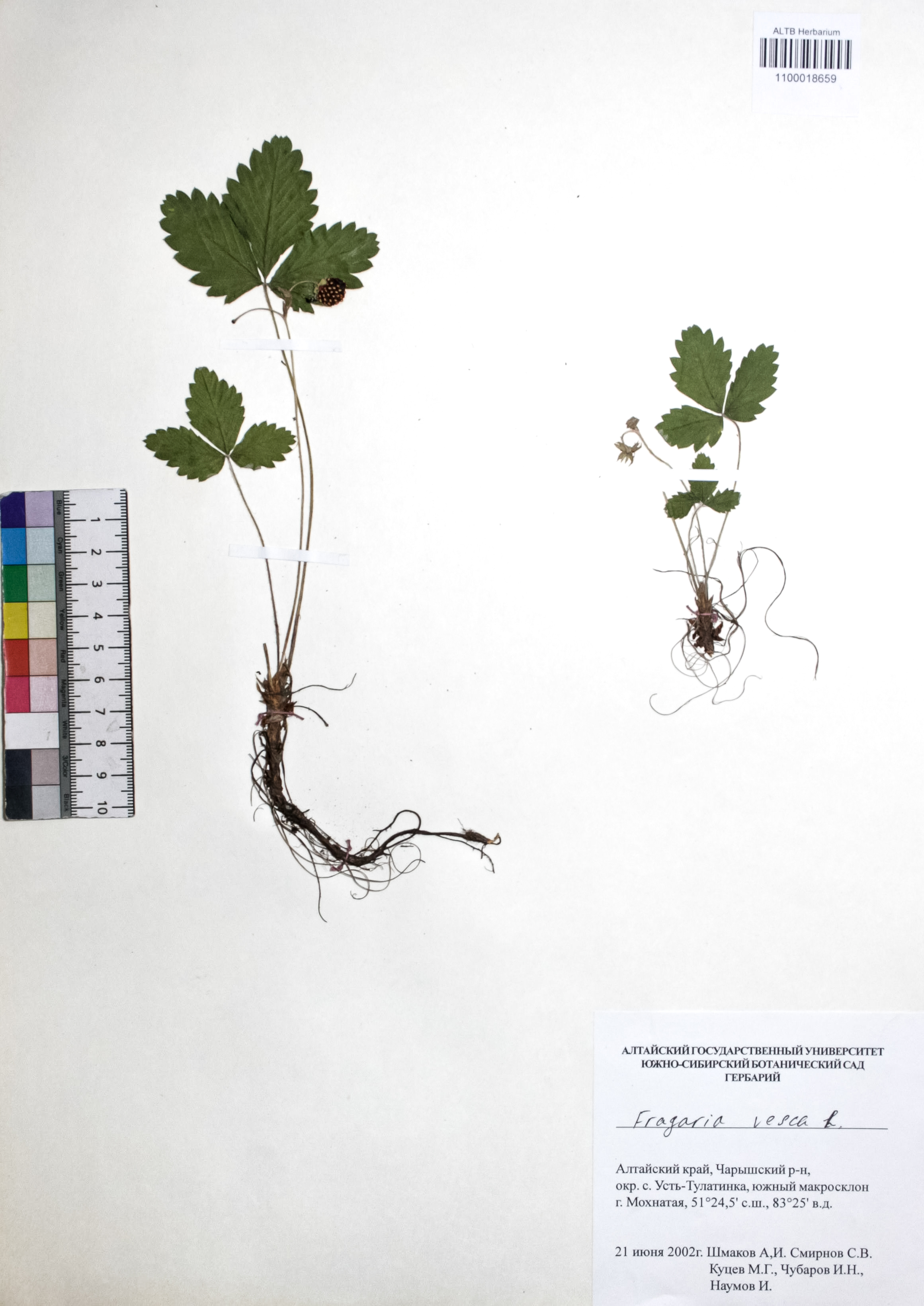 Filipendula vulgaris Moench