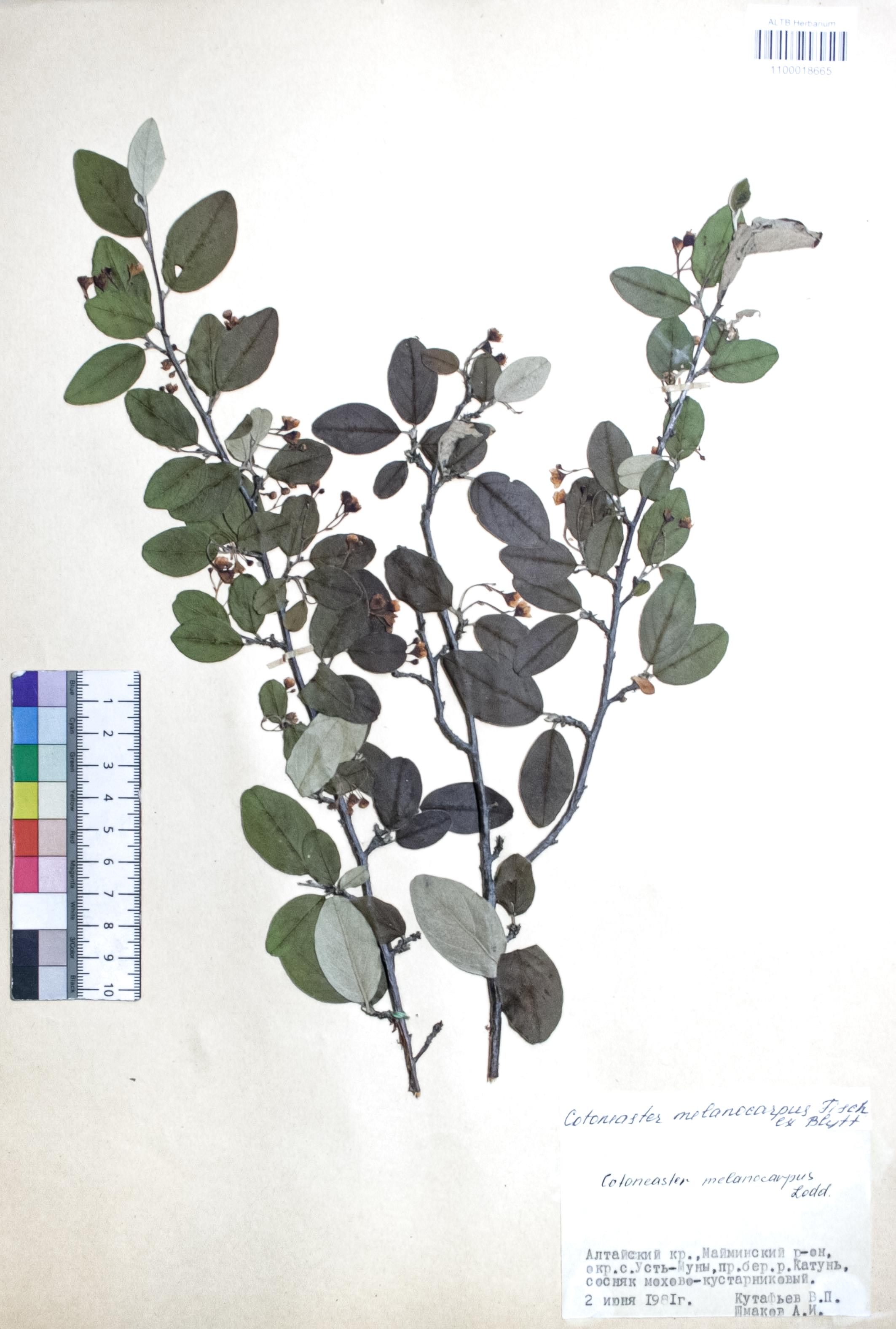 Cotoneaster melanocarpus Fisch. ex Blytt