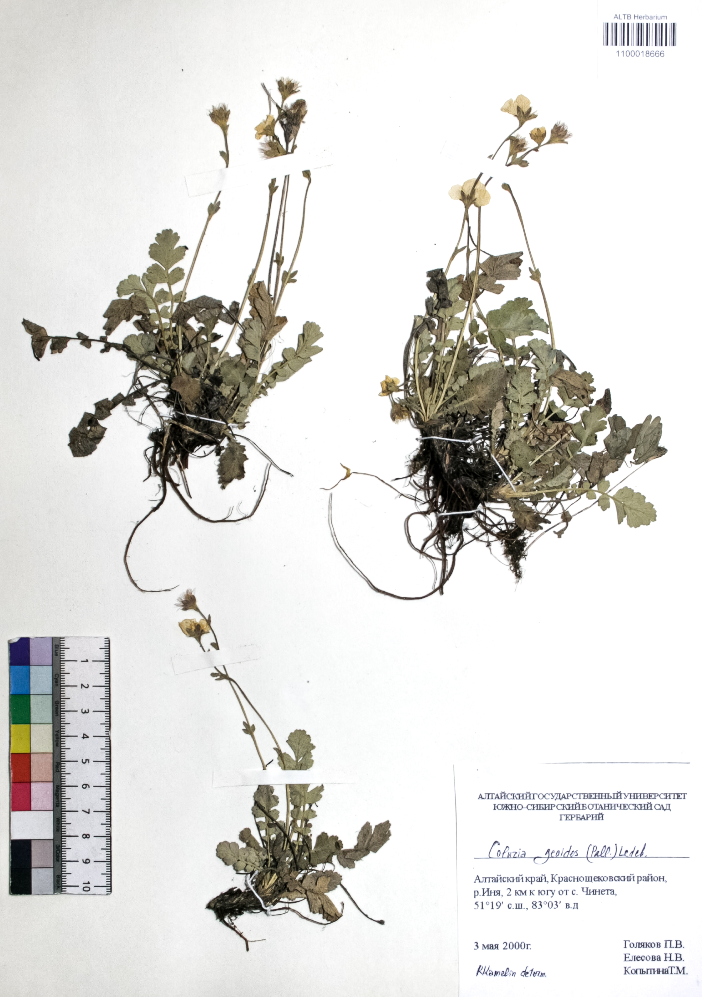 Coluria geoides (Pall.) Ledeb.
