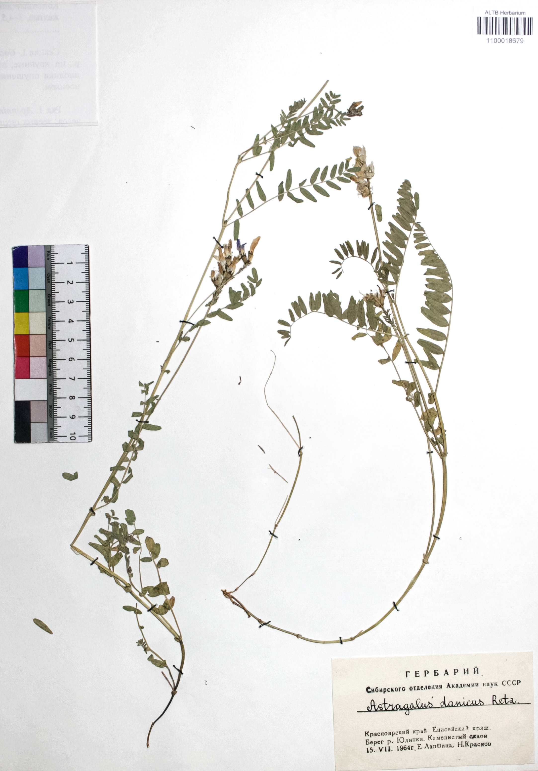 Astragalus danicus Retz.
