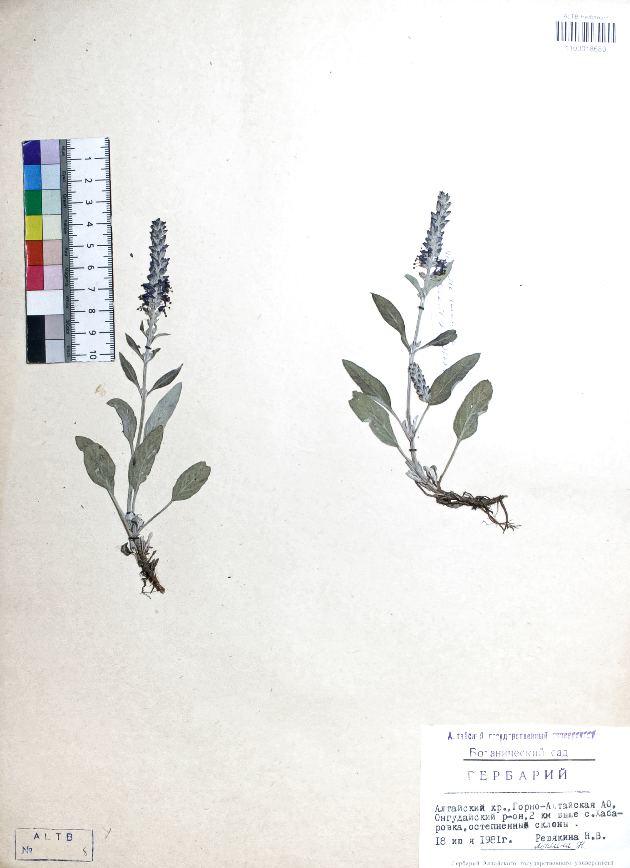 Veronica incana L.