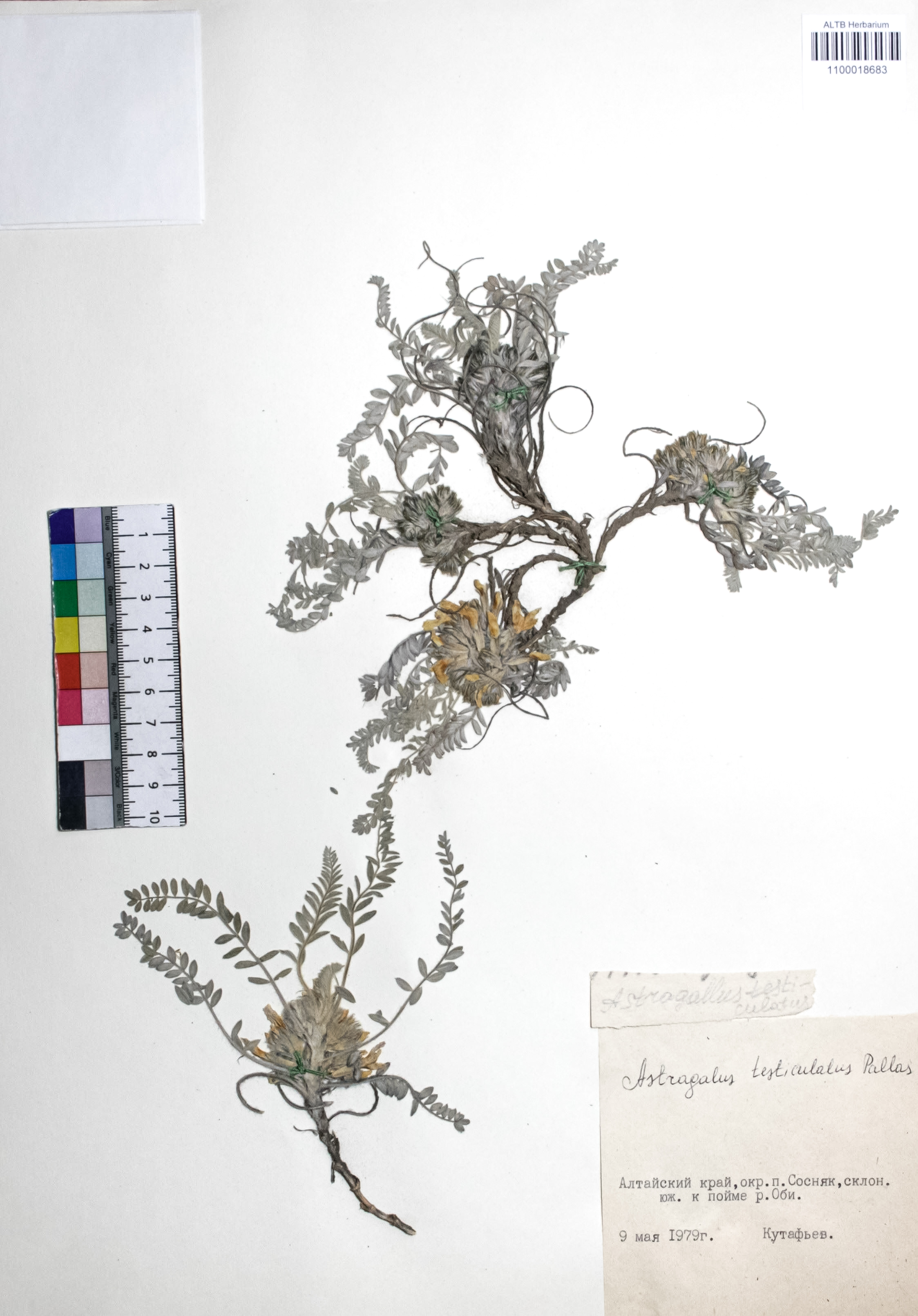 Astragalus testiculatus Pall. 