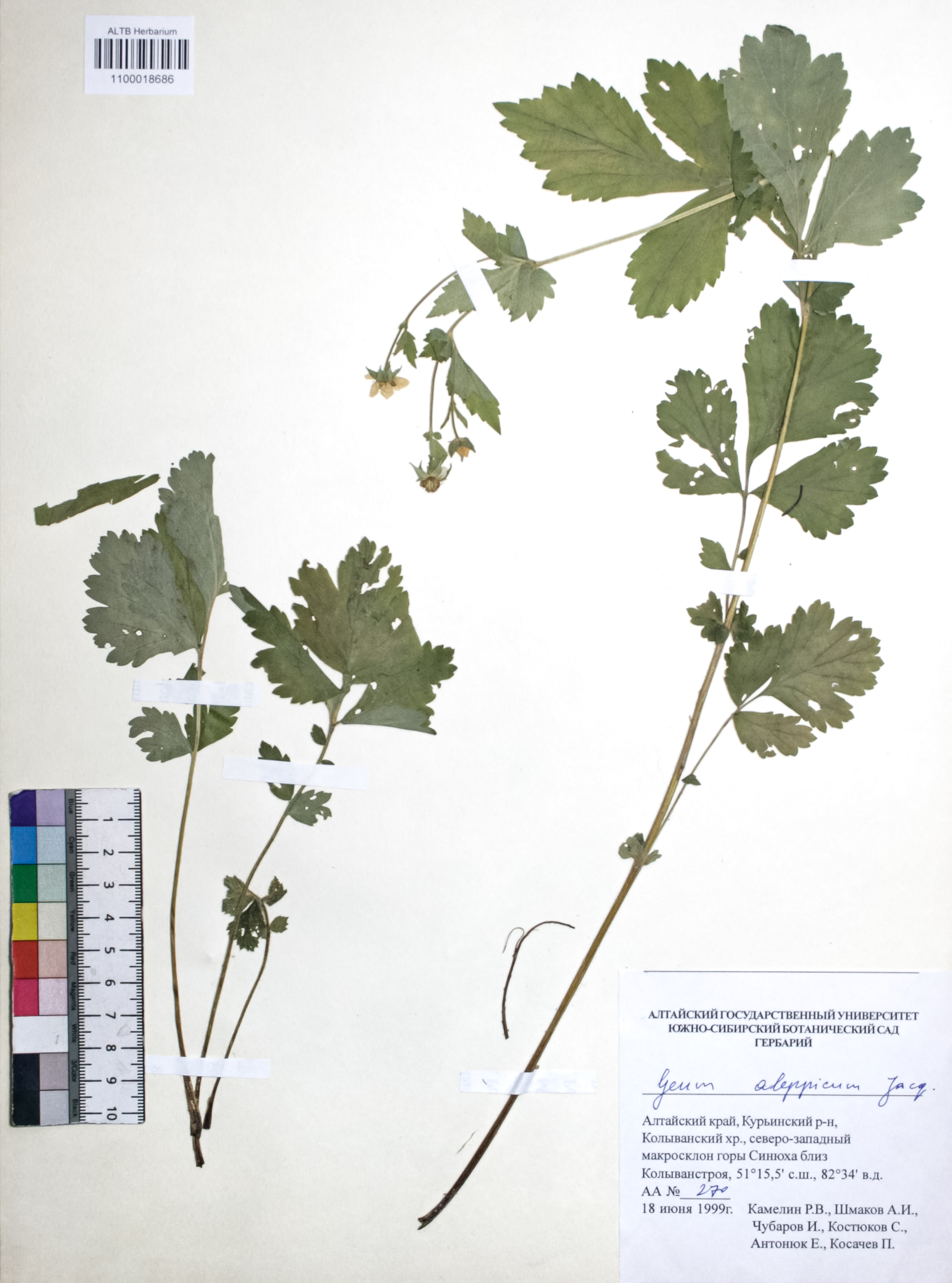 Geum aleppicum Jacq.