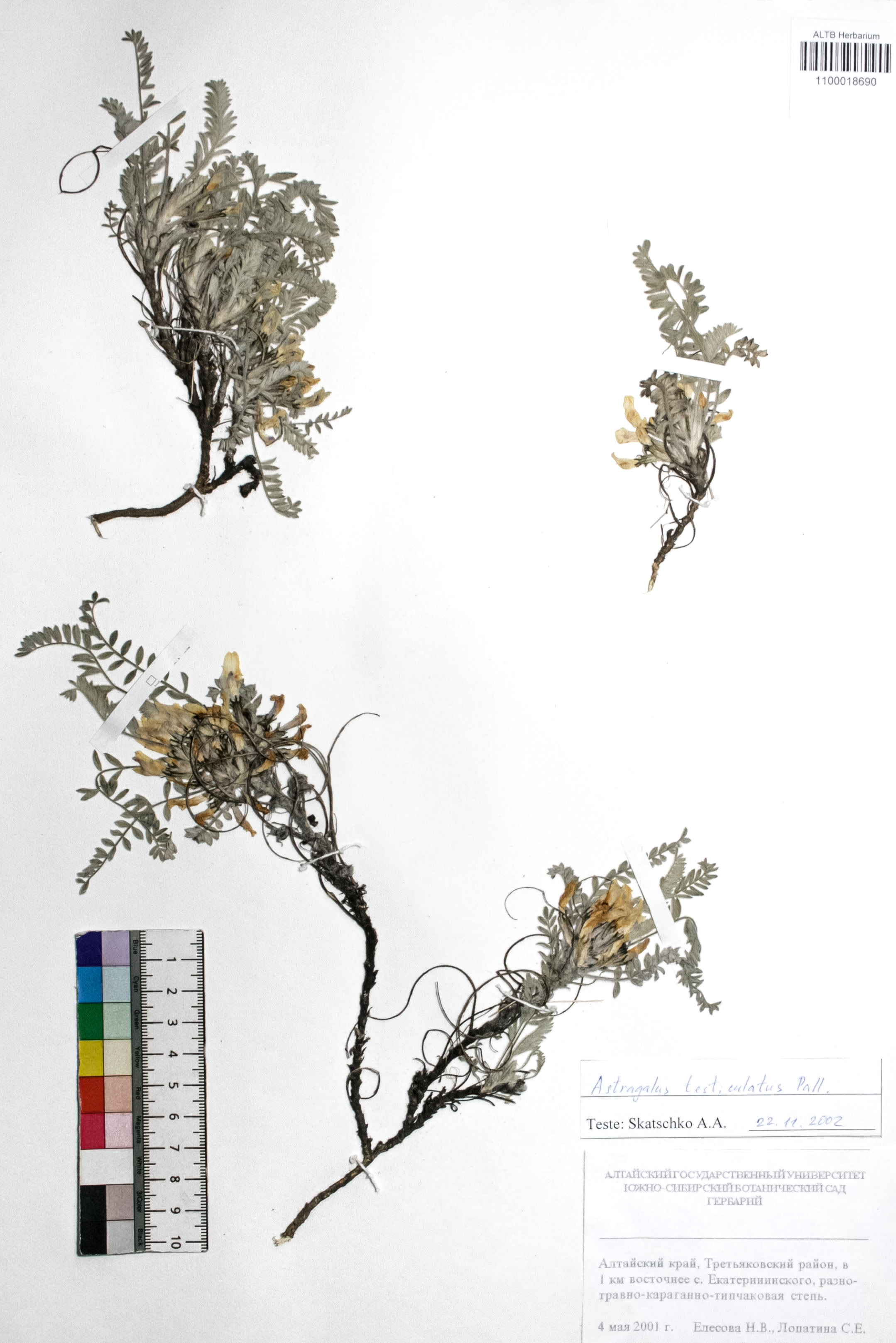 Astragalus testiculatus Pall. 