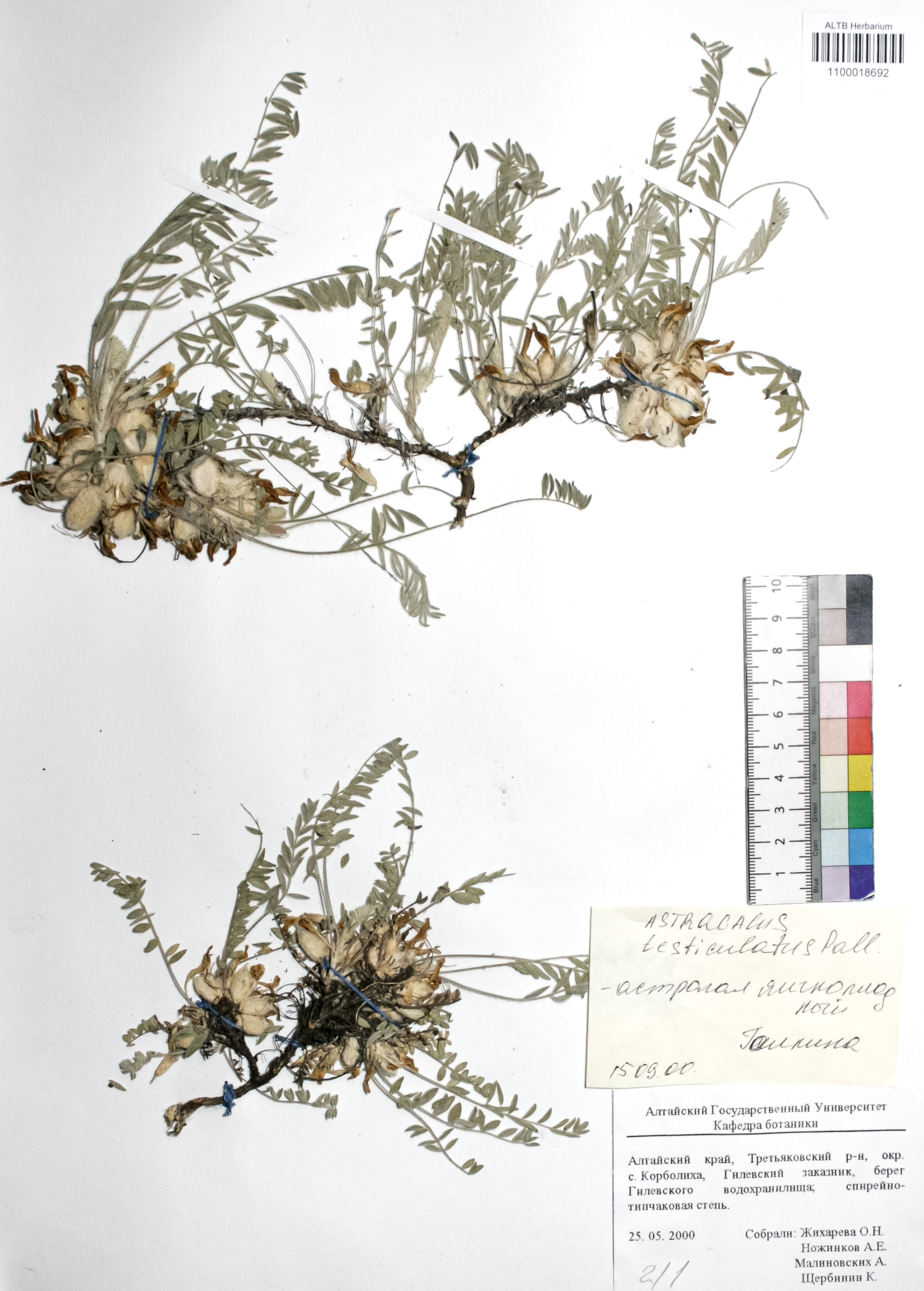 Astragalus testiculatus Pall. 