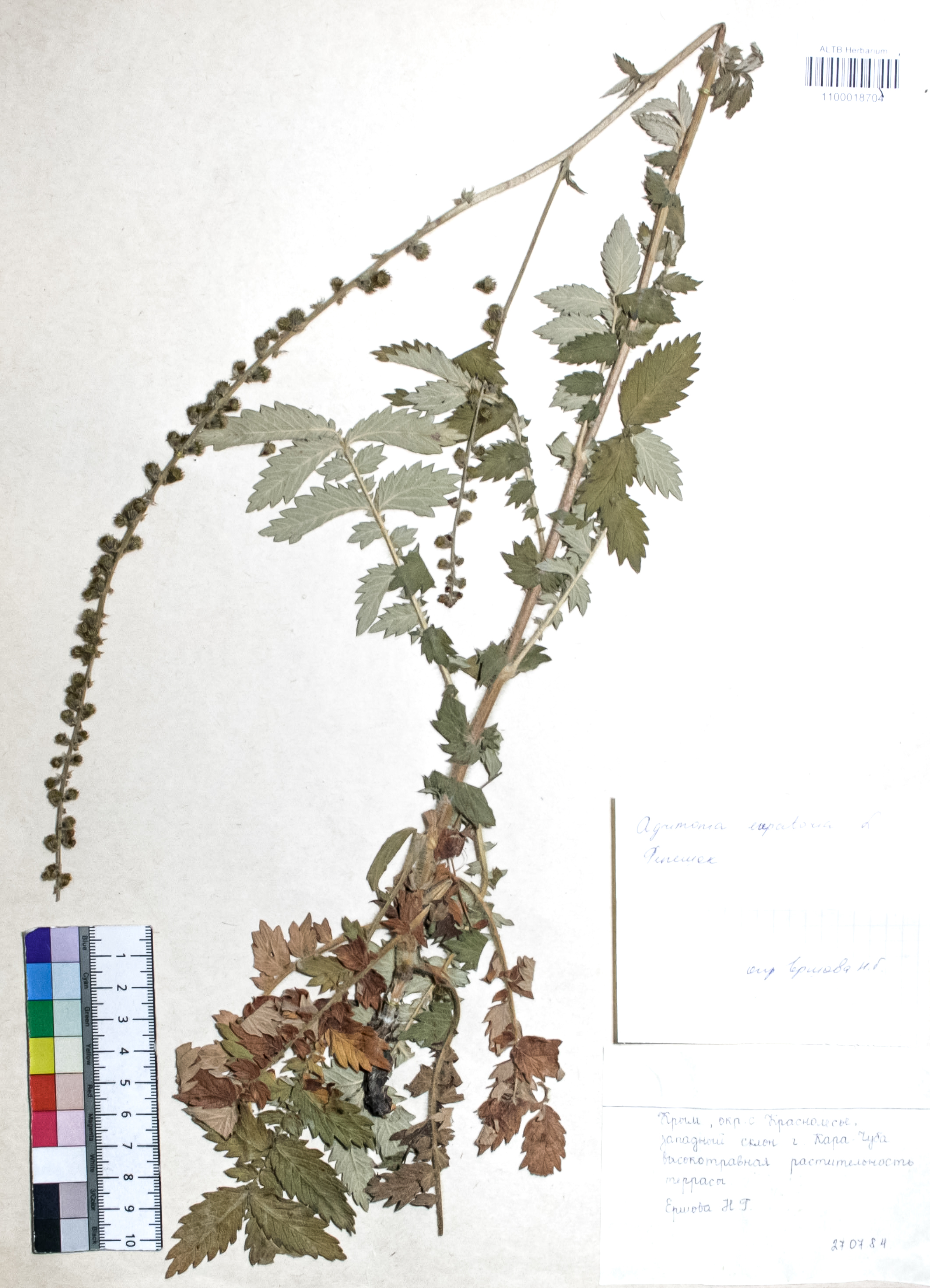 Agrimonia eupatoria L.