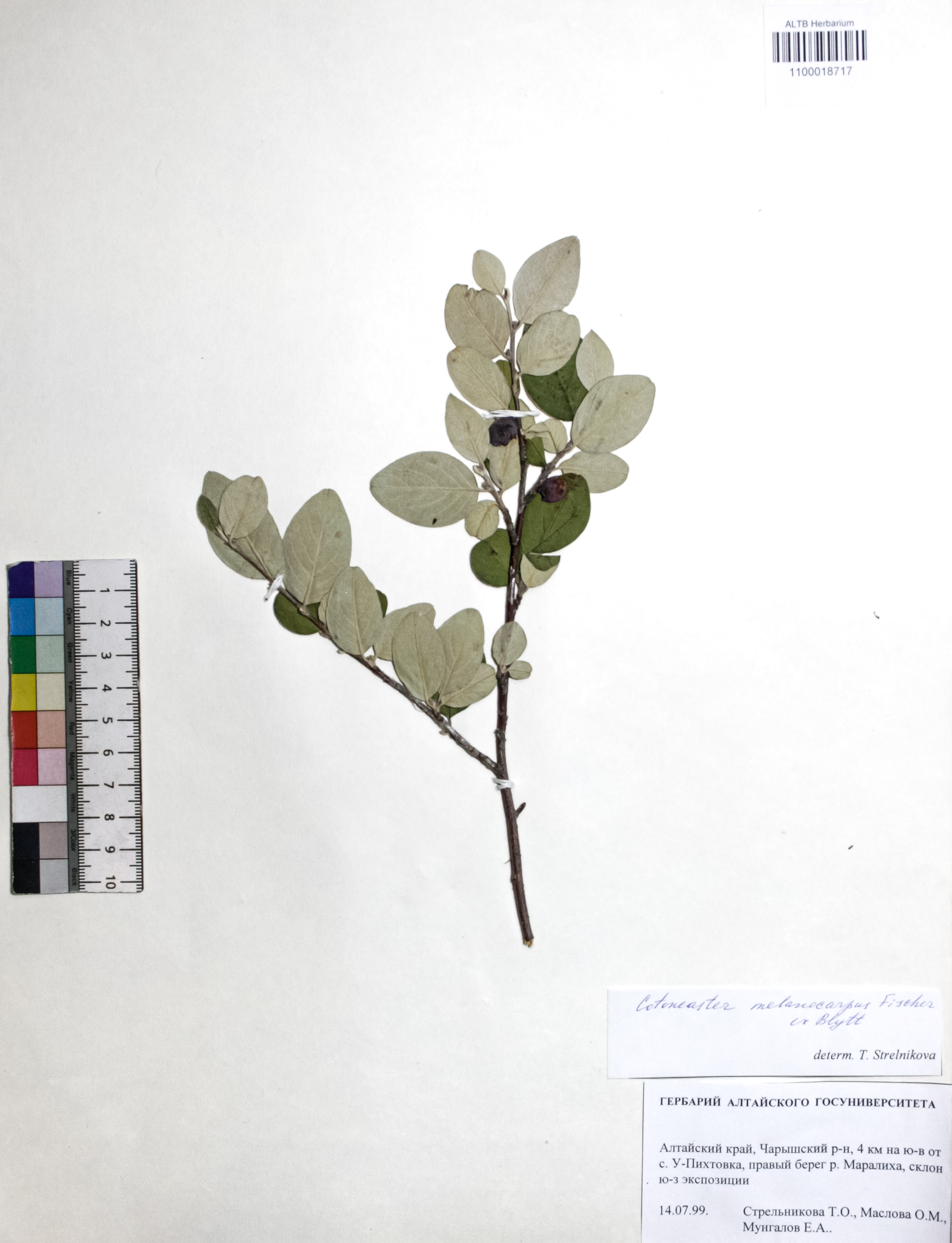 Cotoneaster melanocarpus Fisch. ex Blytt