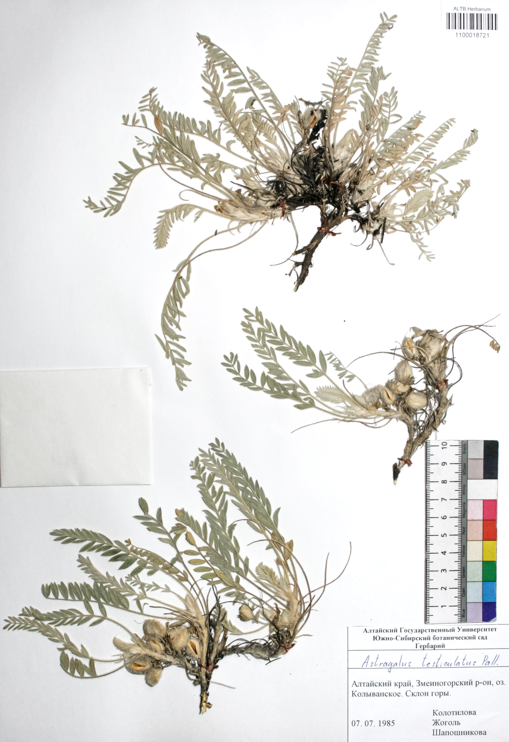 Astragalus testiculatus Pall. 