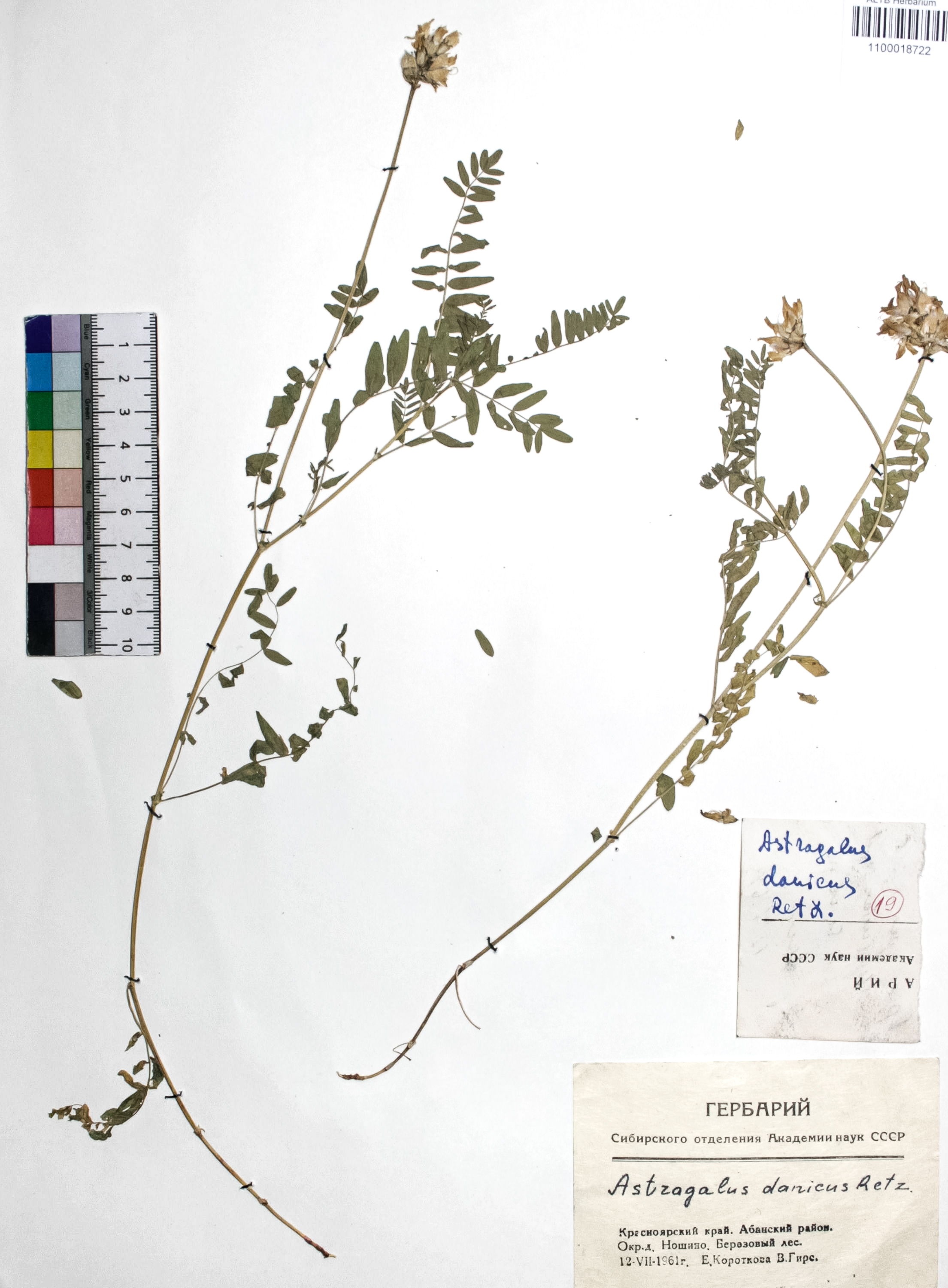 Astragalus danicus Retz.