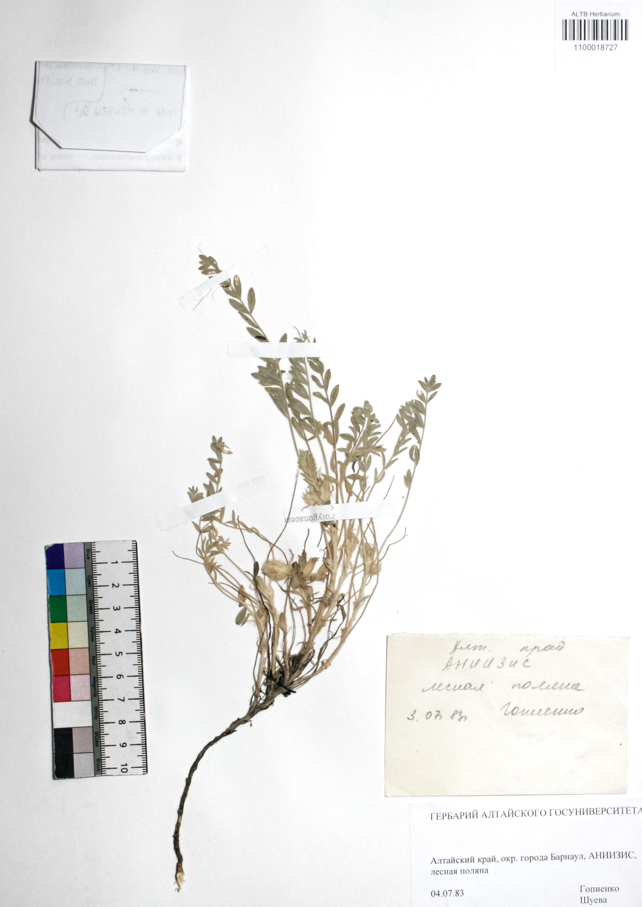 Astragalus dasyanthus Pall.