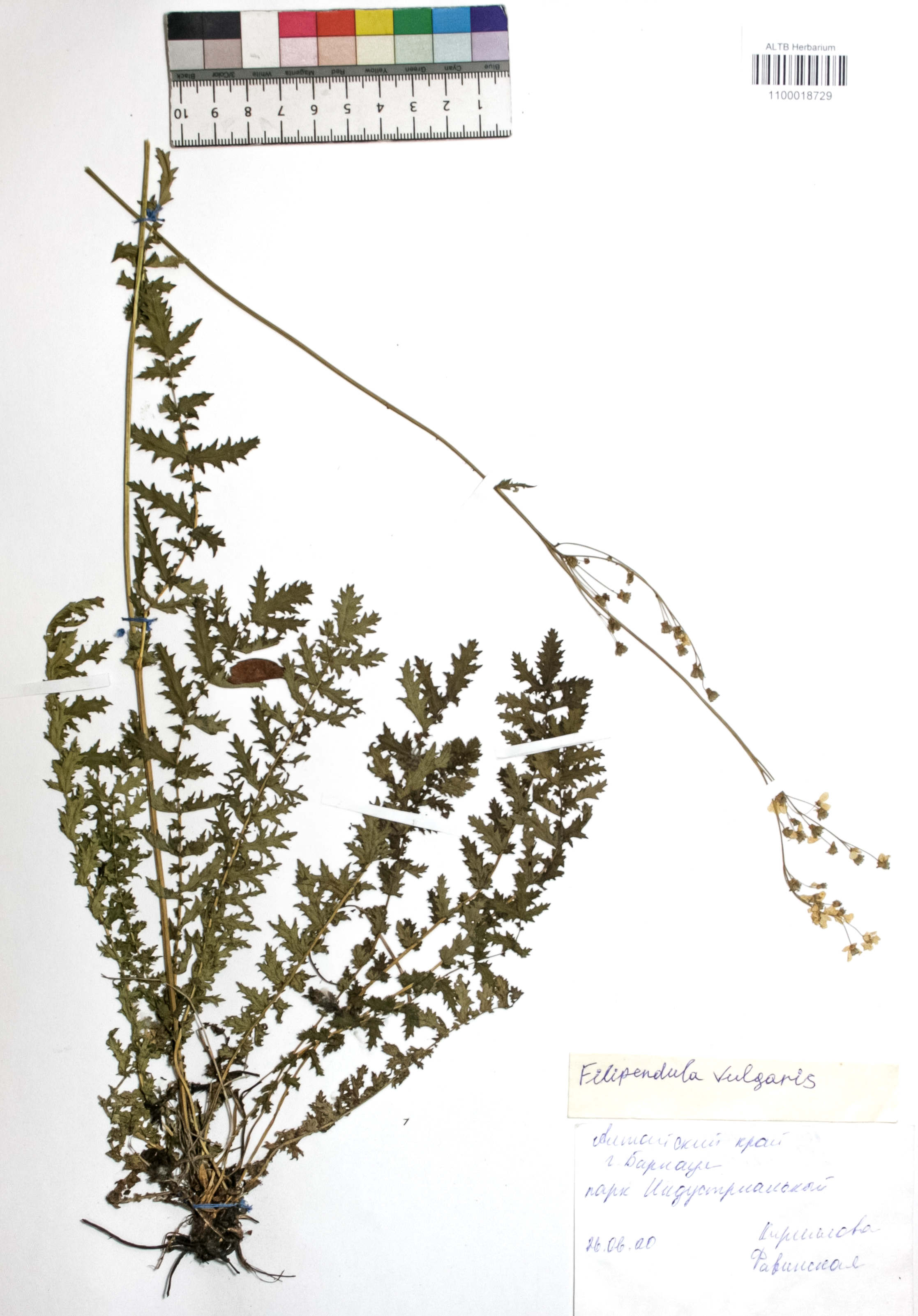 Filipendula vulgaris Moench