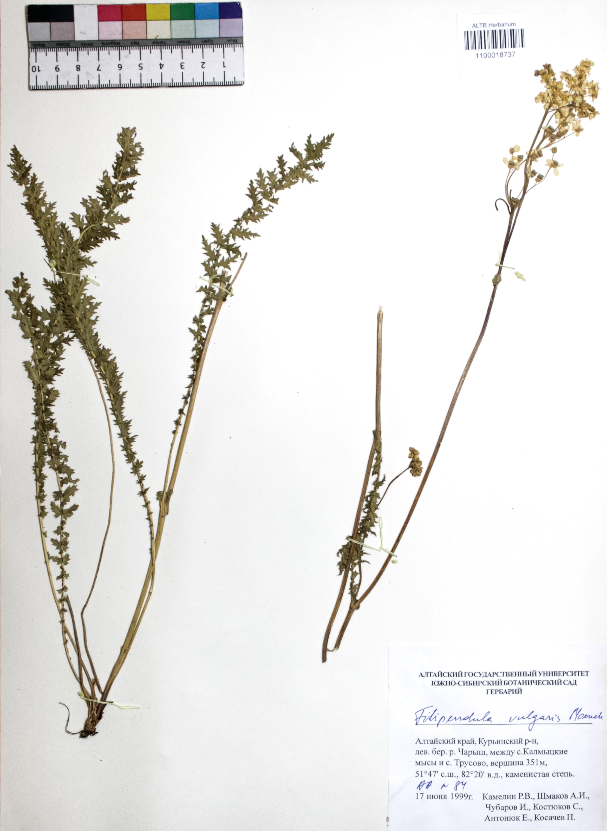Filipendula vulgaris Moench