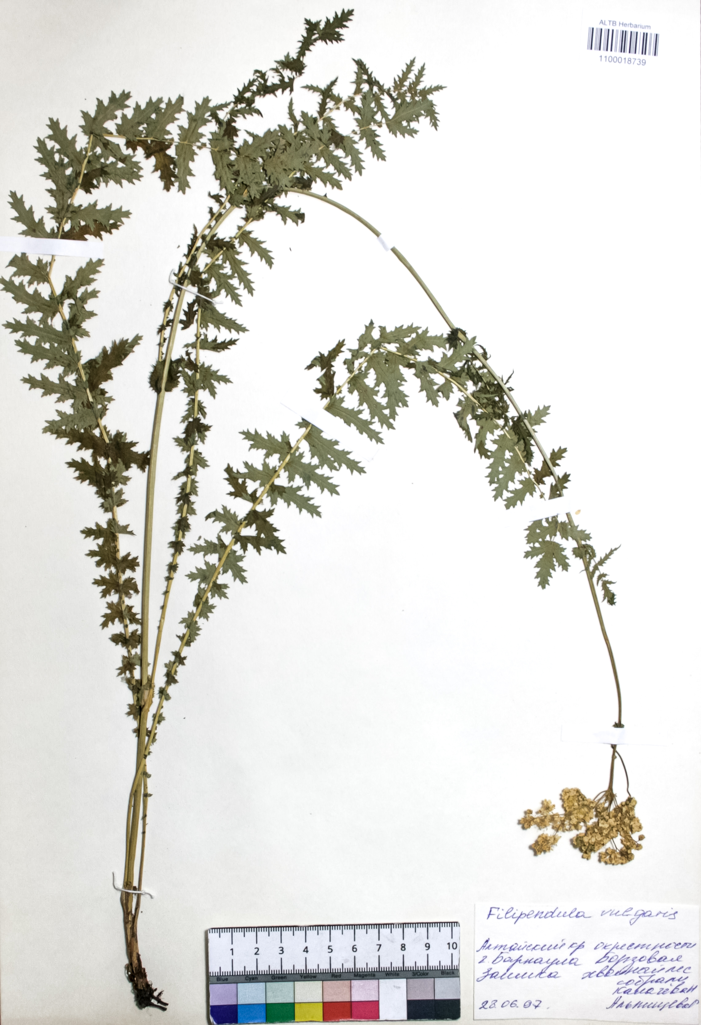 Filipendula vulgaris Moench