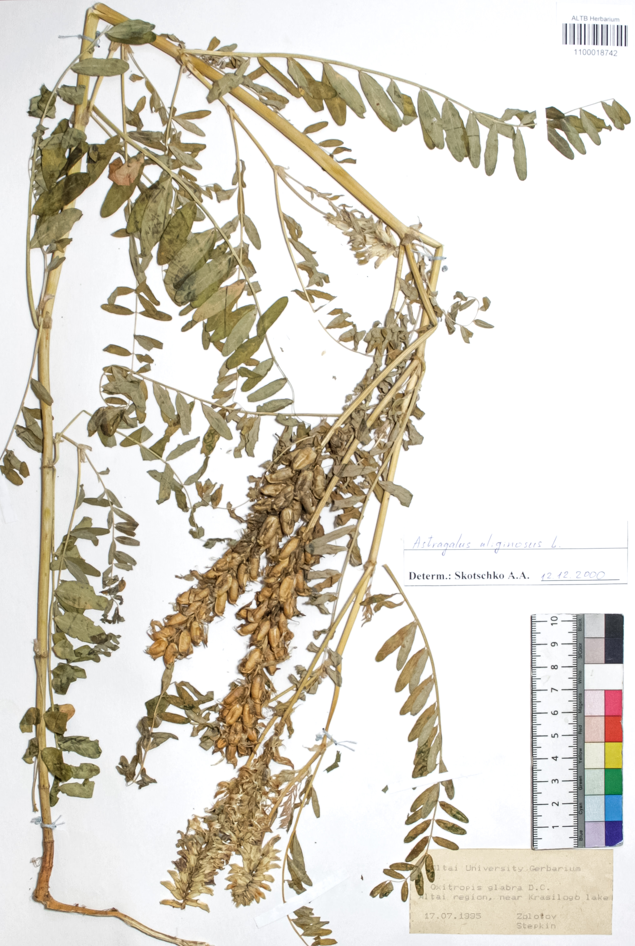 Astragalus uliginosus L