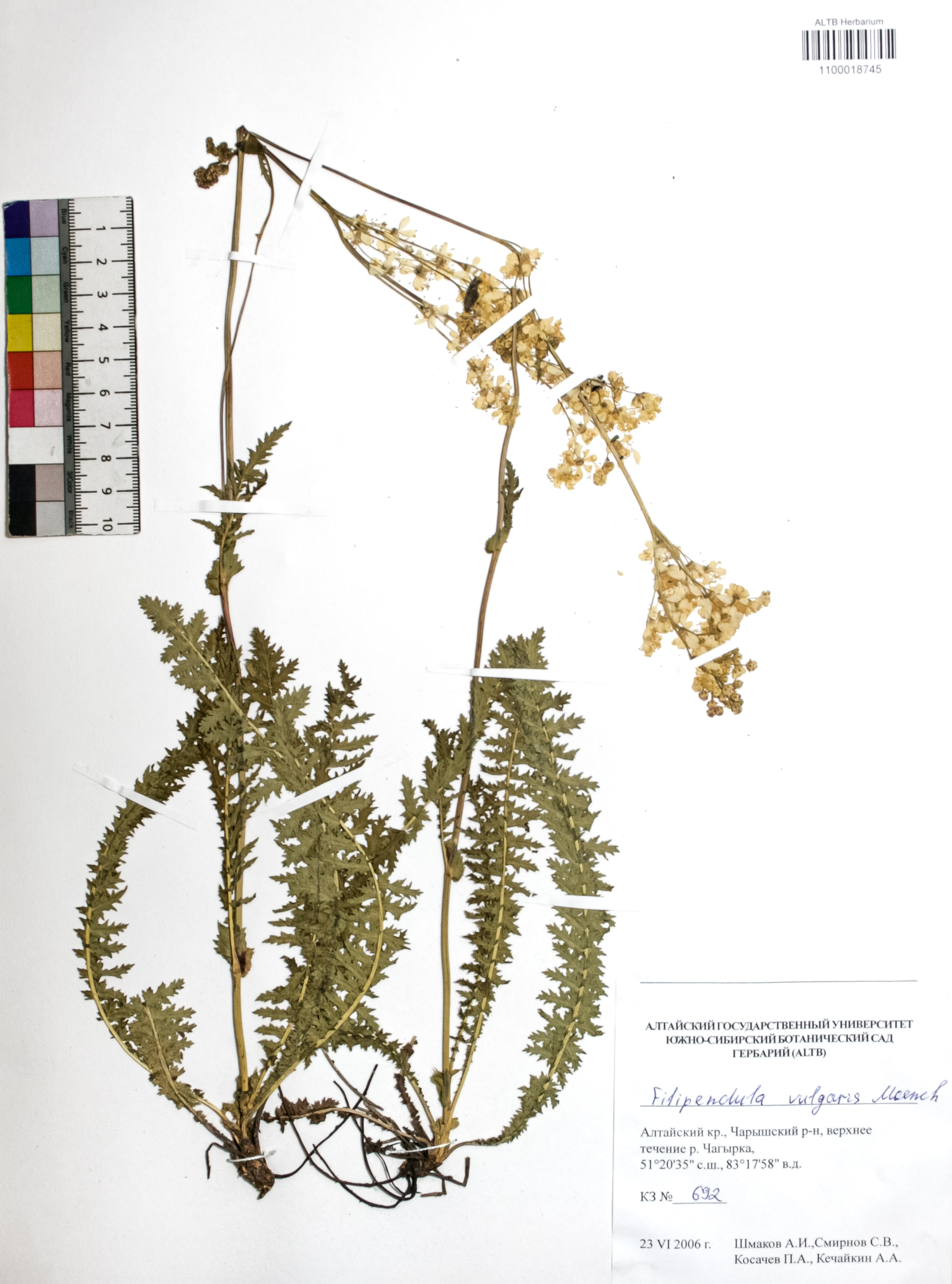 Filipendula vulgaris Moench